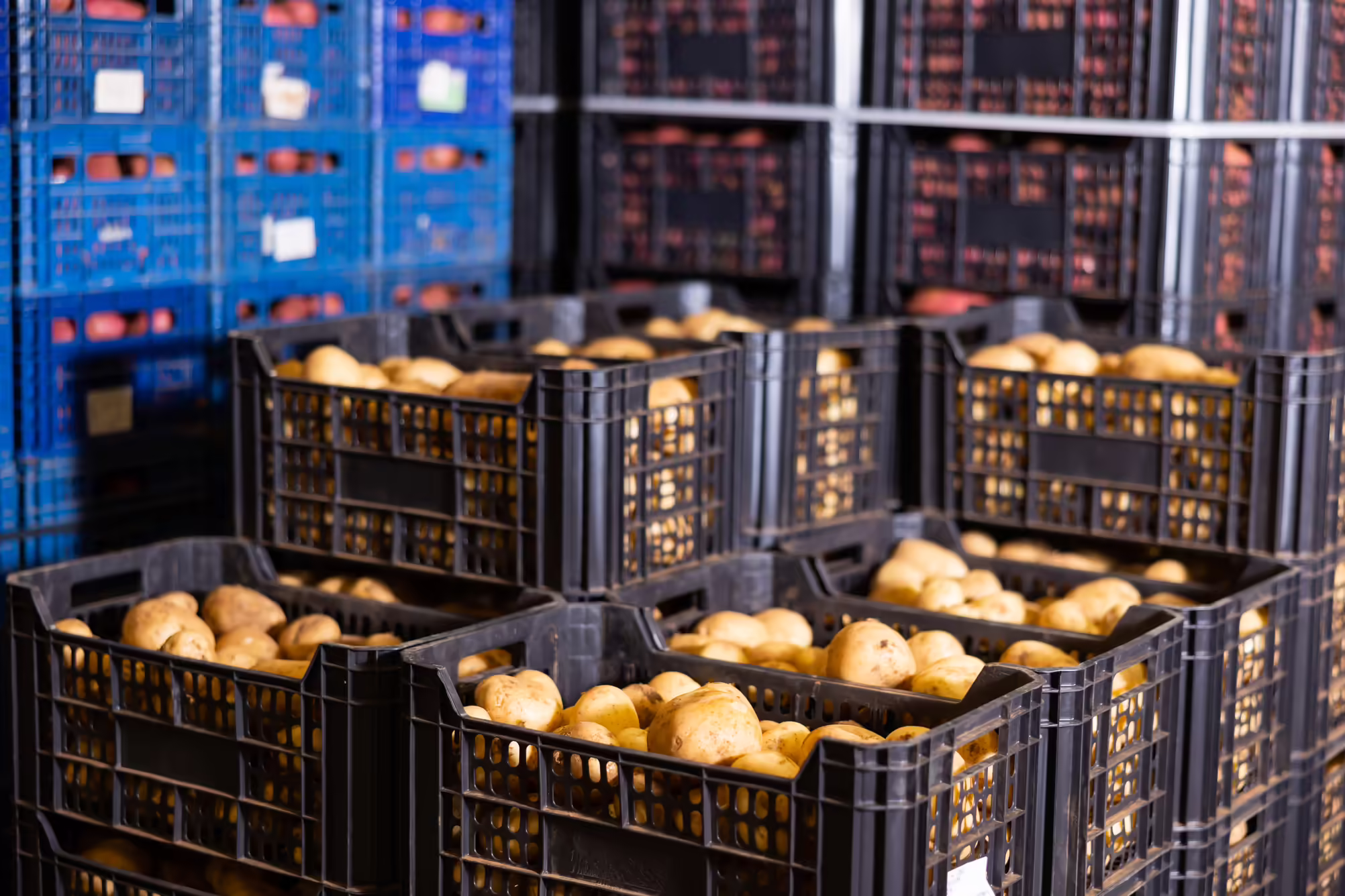 crates of potatoes