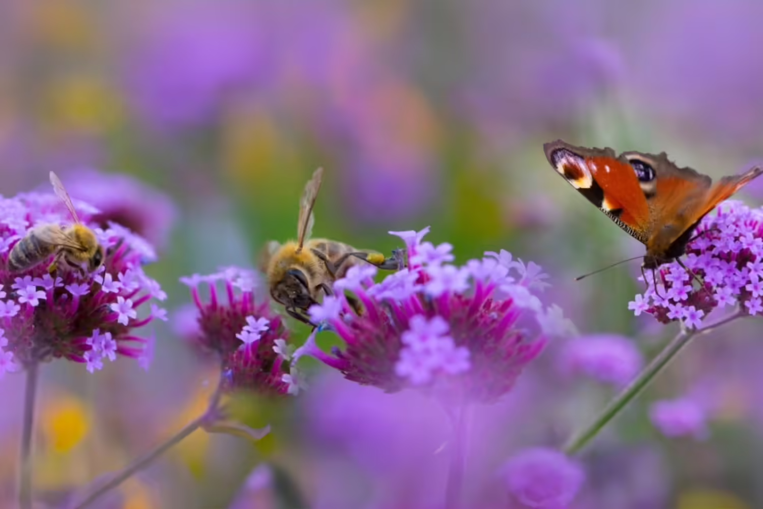 Bees and a butterfly pollinating purple flowers 