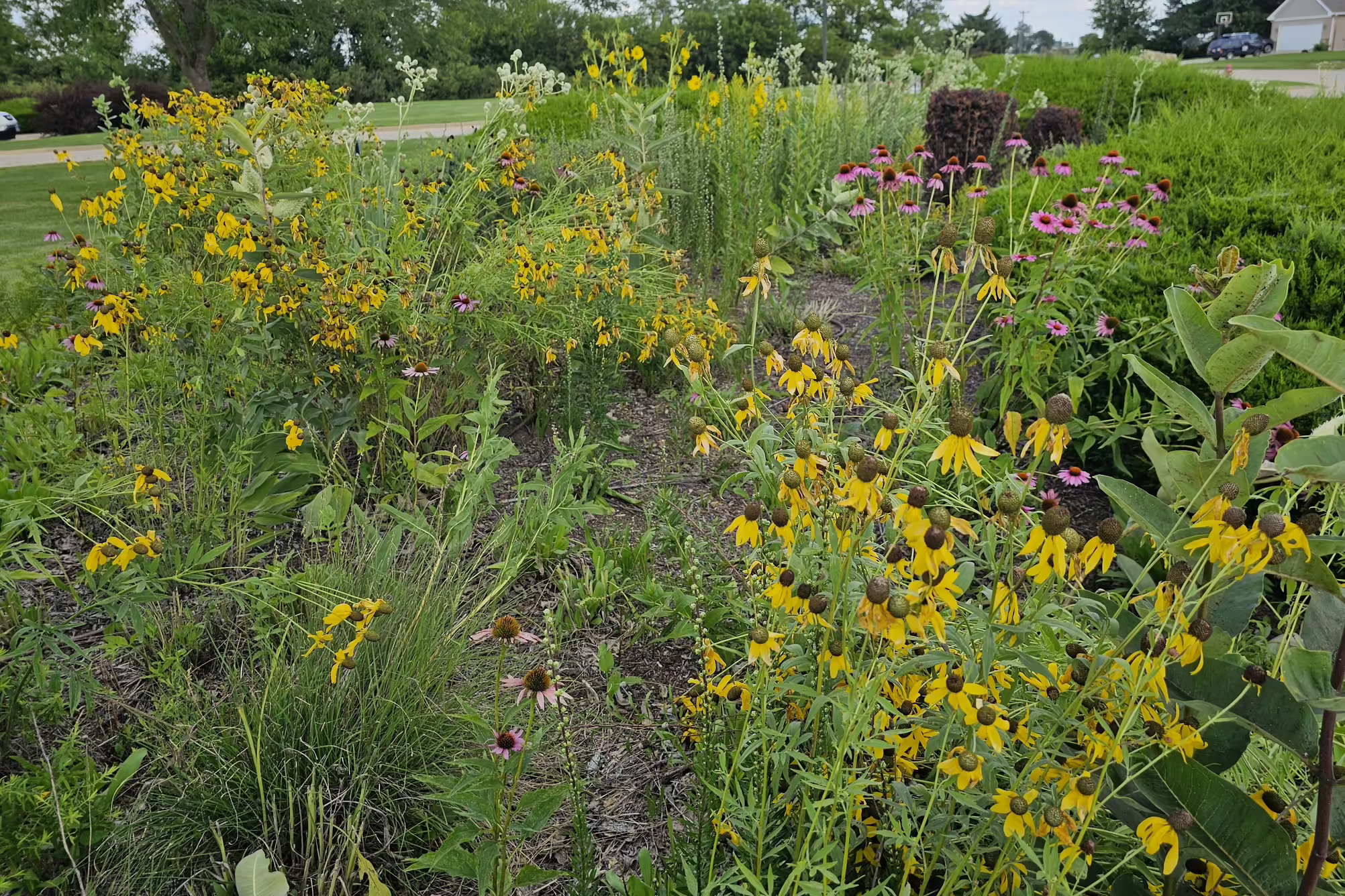 Allerton Library pollinator garden