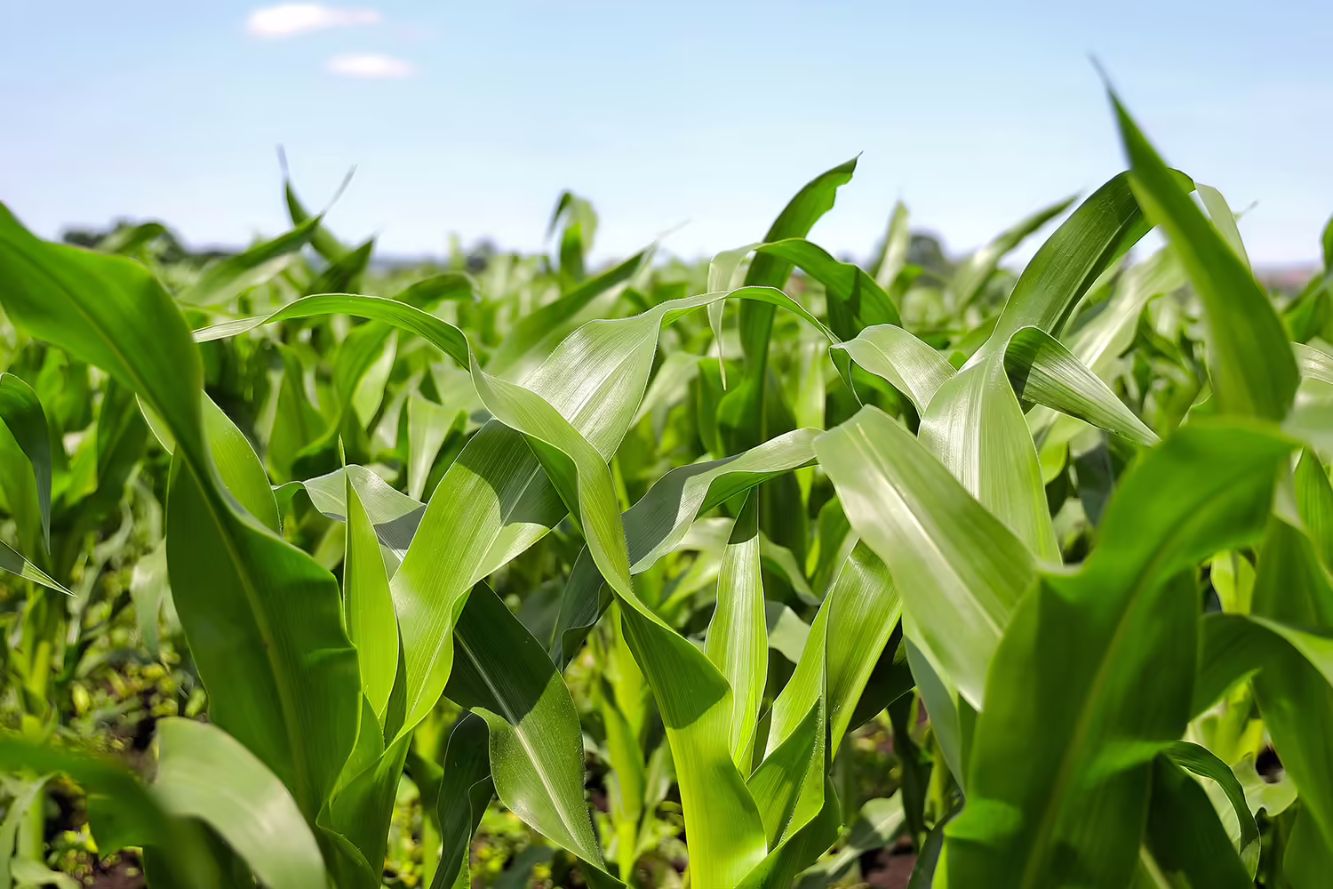 View up close of corn leaves and stalks growing in a field on a sunny, blue sky day