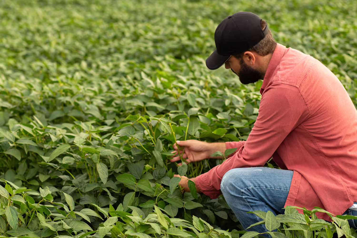 An individual bent down to check on individual soybean plant growth in a farm field