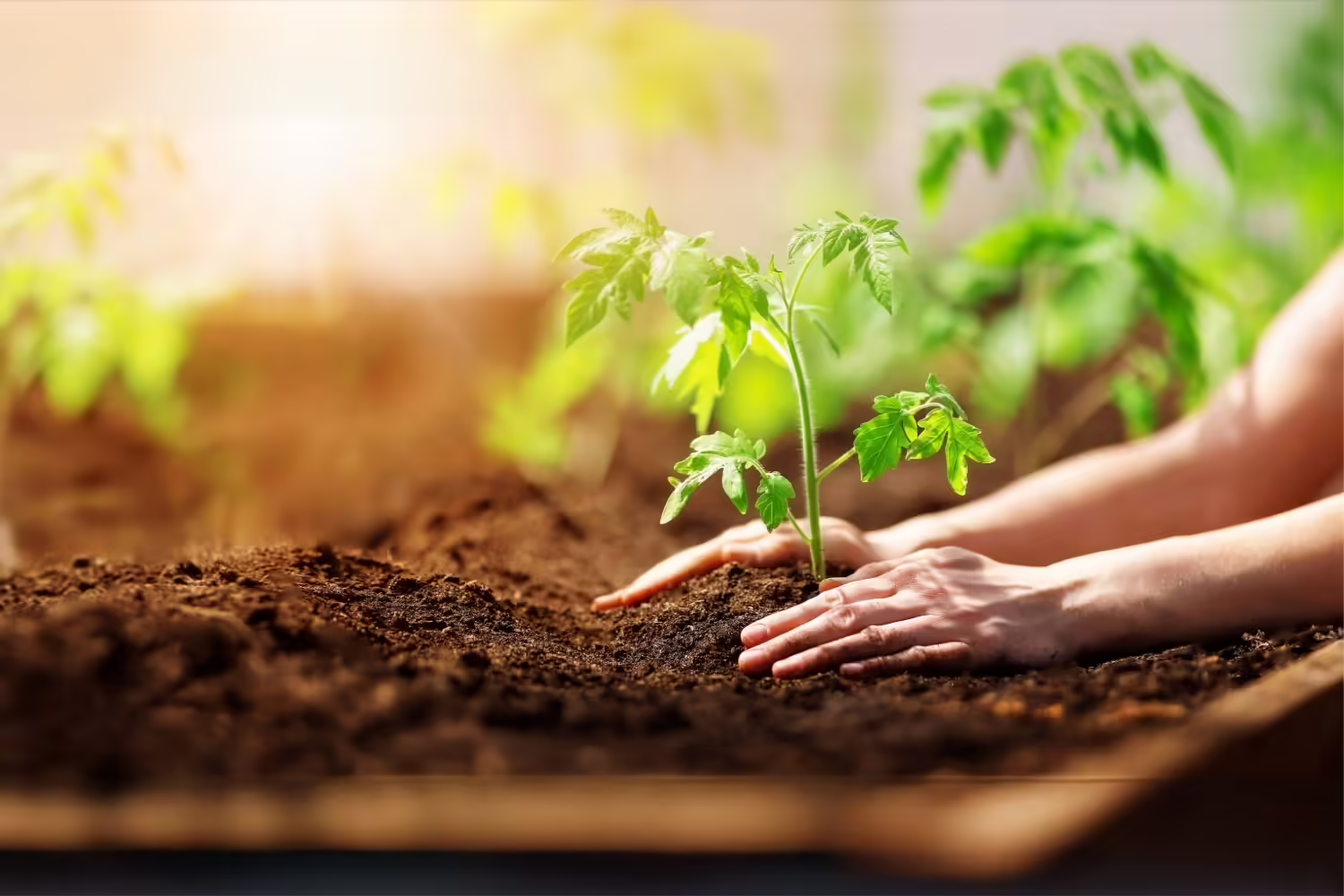 A person planting a tomato plant 