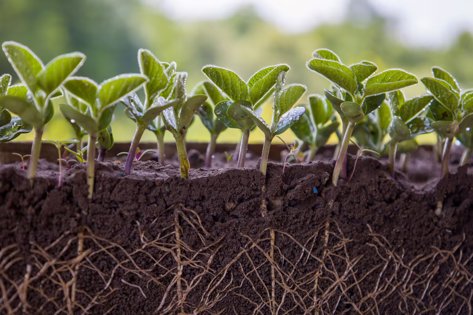 Looking into a side view of young soybean plants growing in soil with roots exposed below the soil level