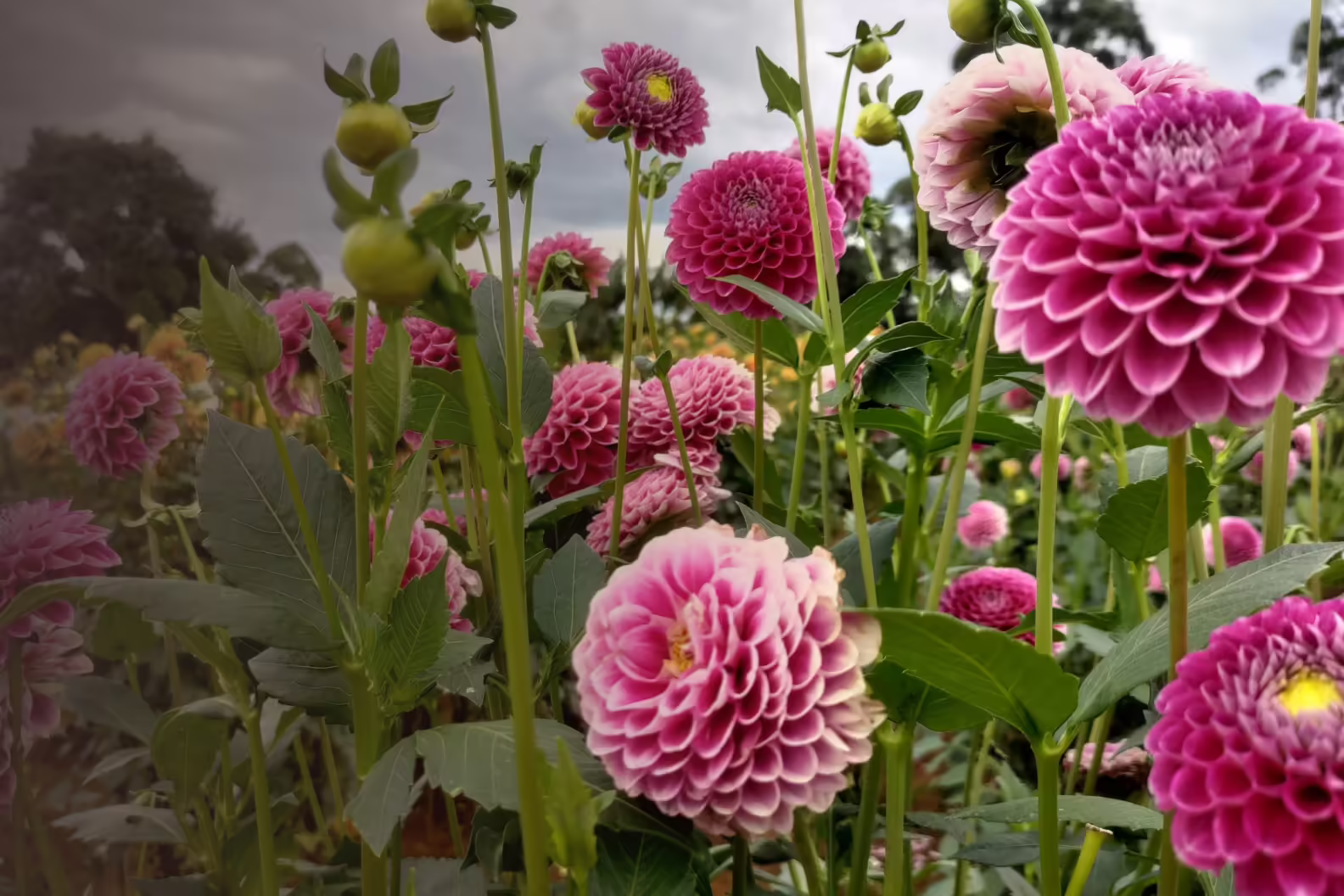 Field of Dahlia flowers. 