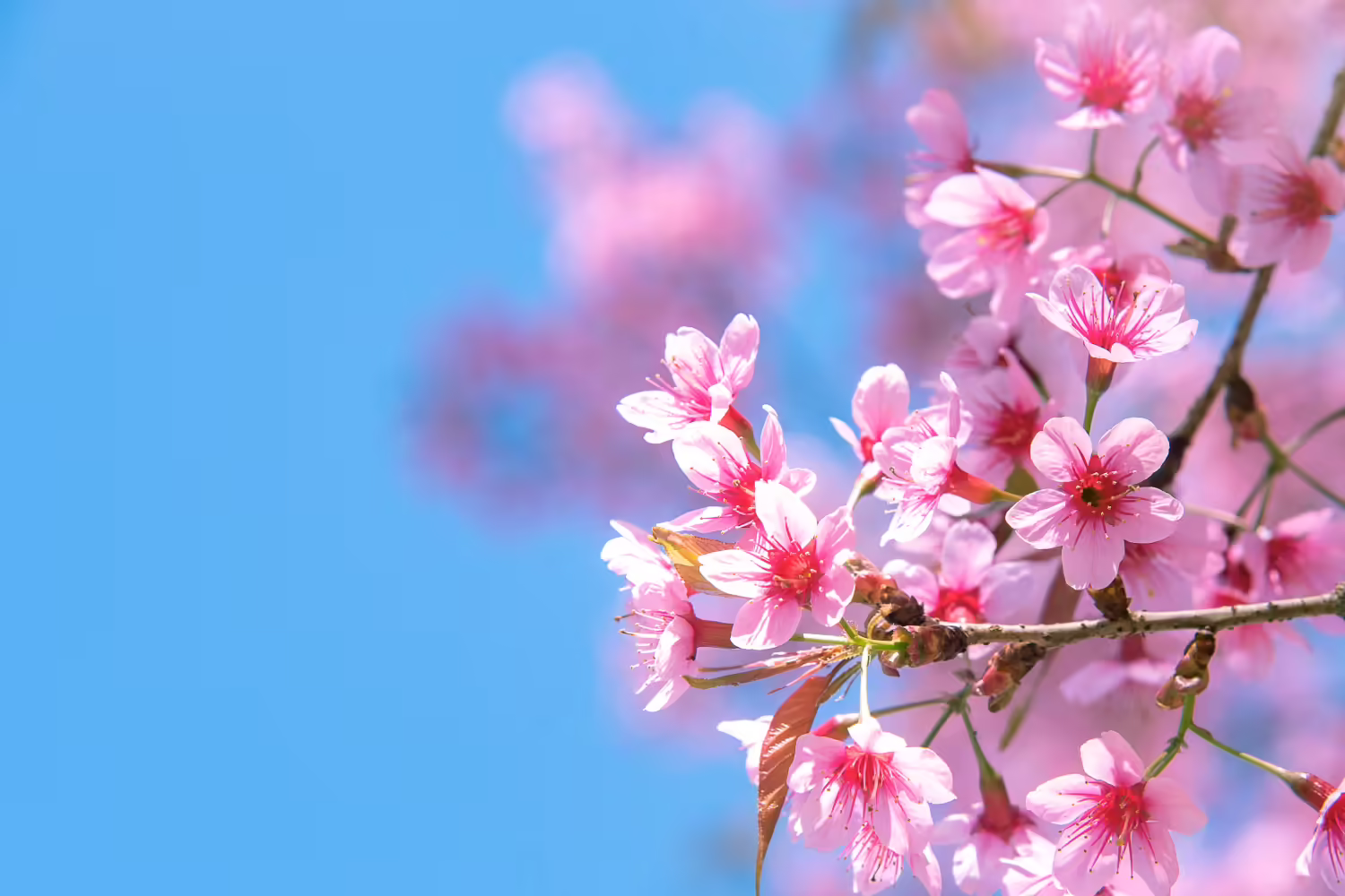 Cherry blossoms against a bright blue sky.