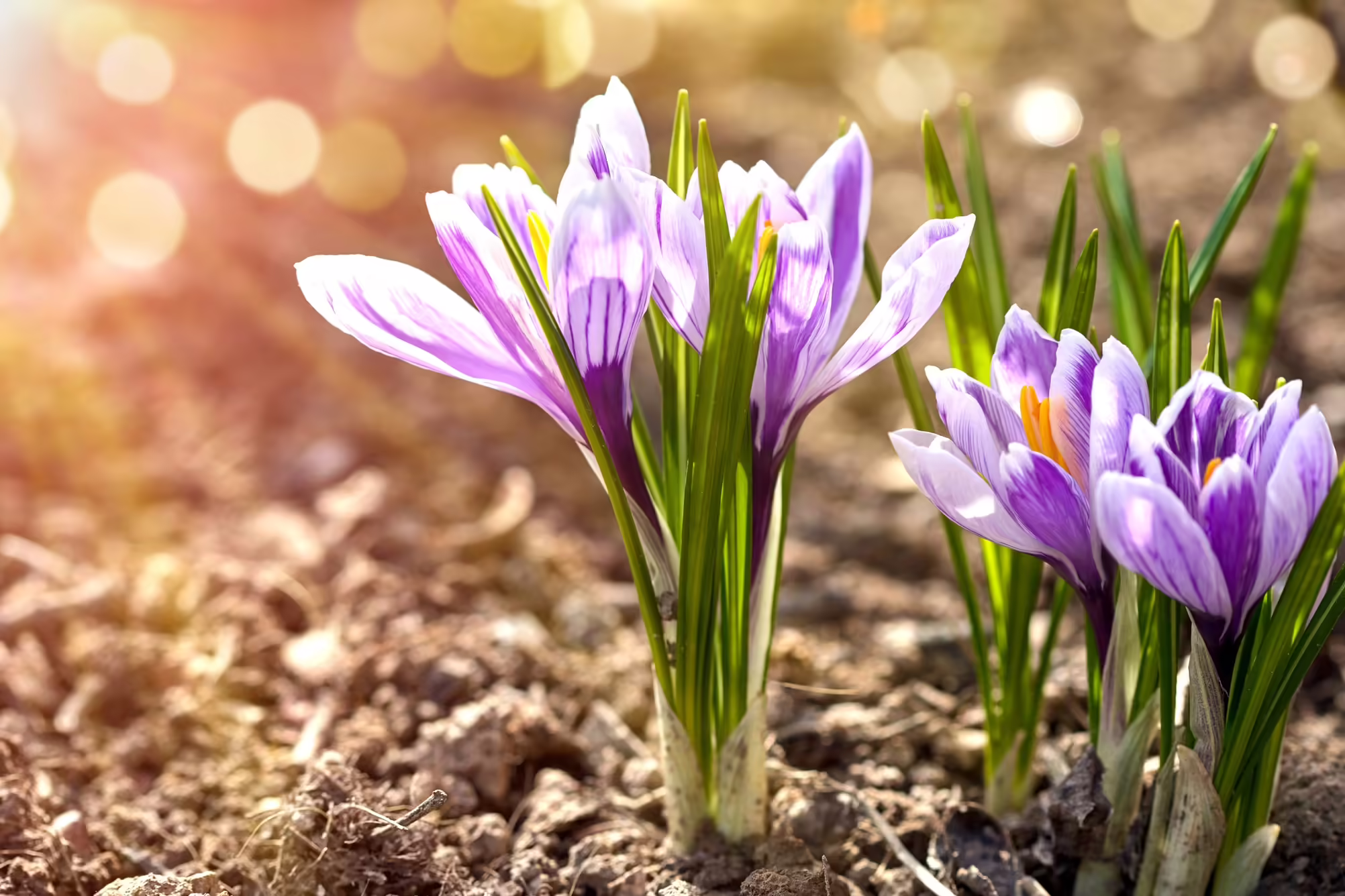 Purrple crocus