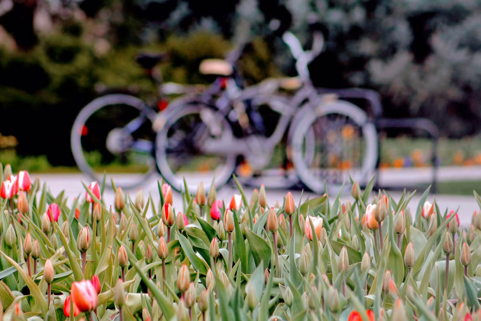 spring flowers blooming