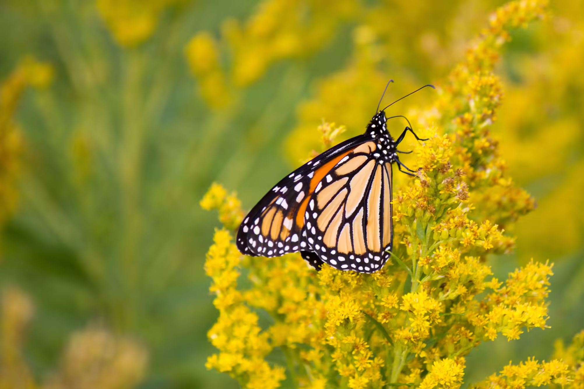 monarch butterfly on goldenrod flower