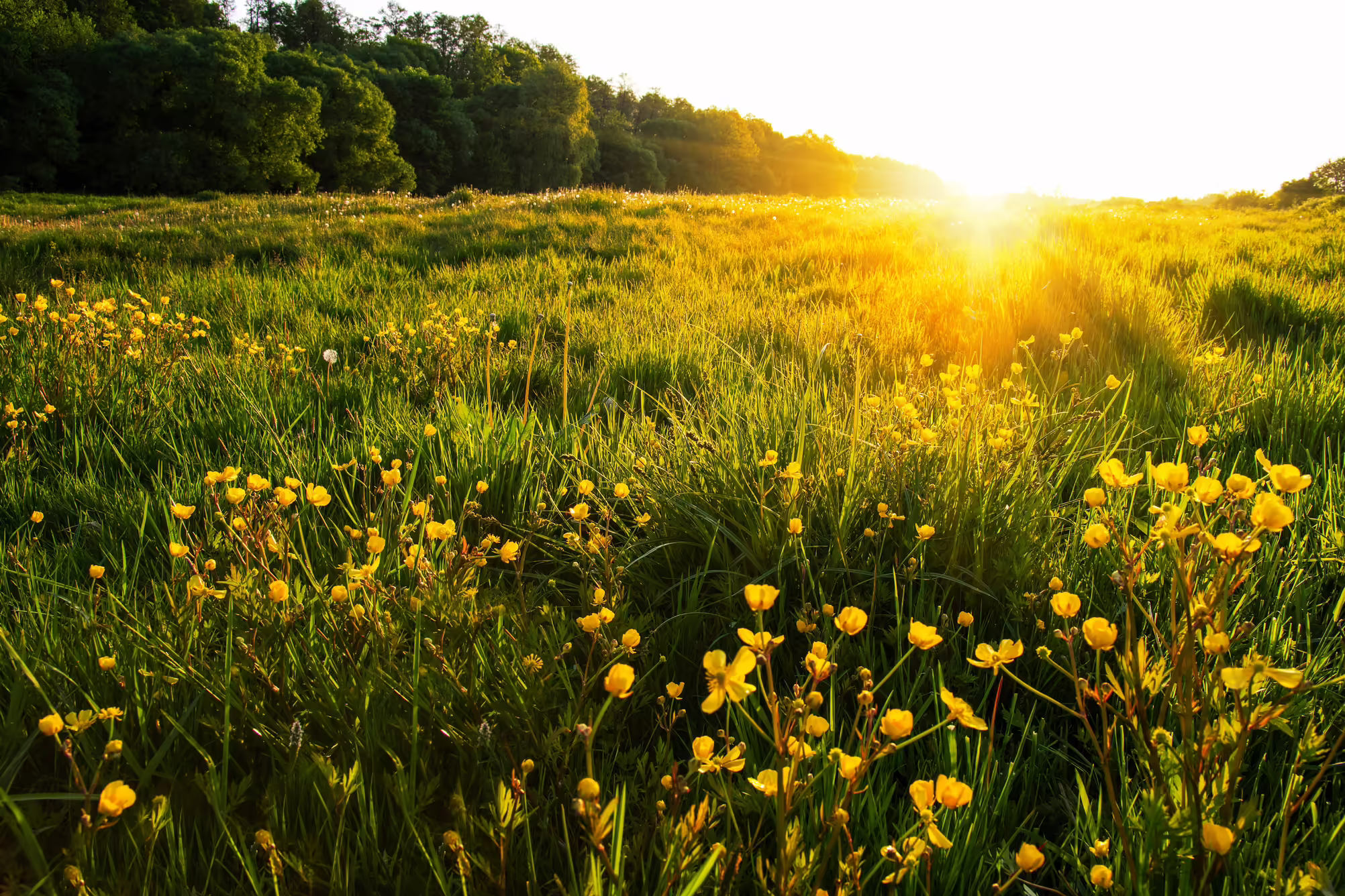 A field of yellows flowers poking through the tall grass while the sun is setting.