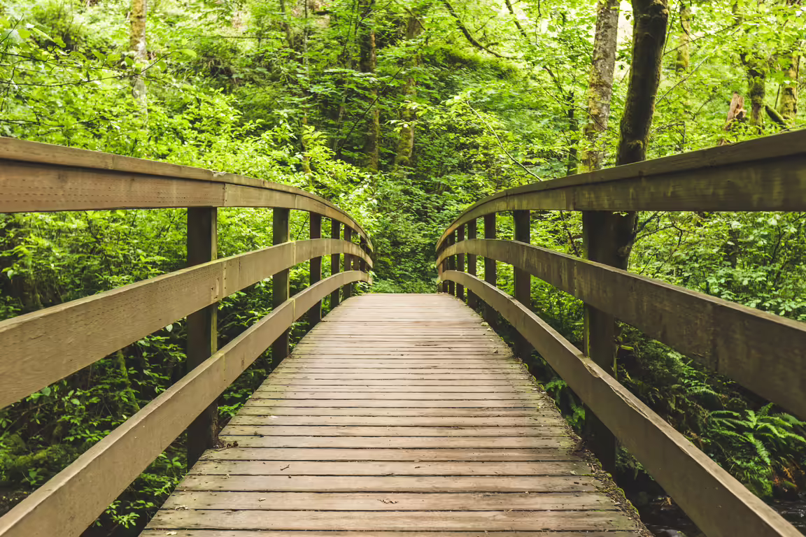 A photo of a bridge in a forest 