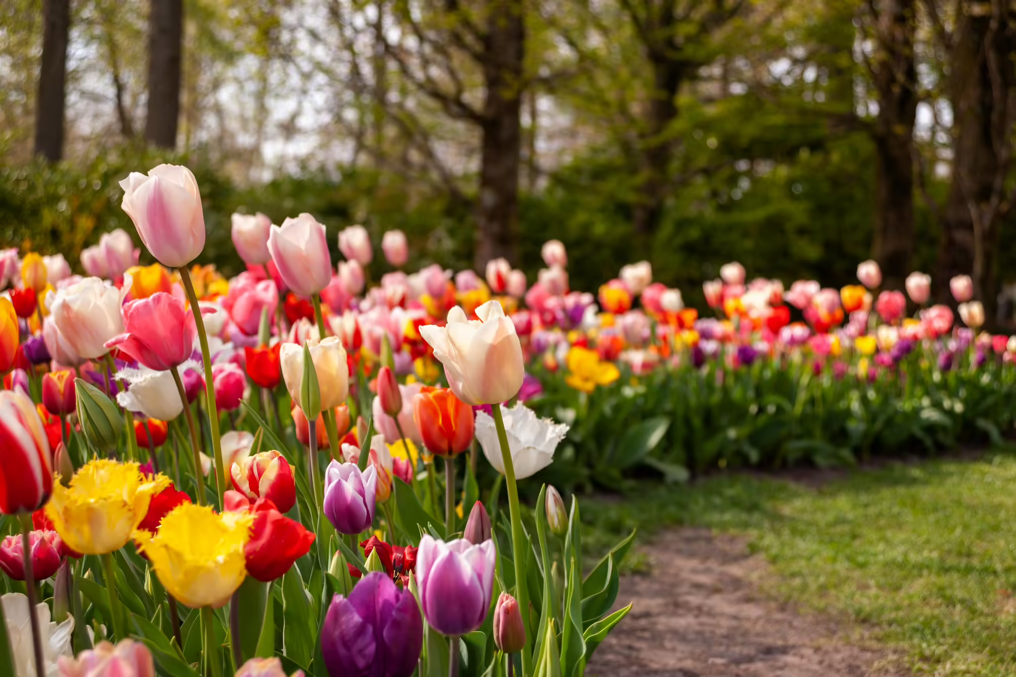 curving line of multi-colored tulips with trees in background. 