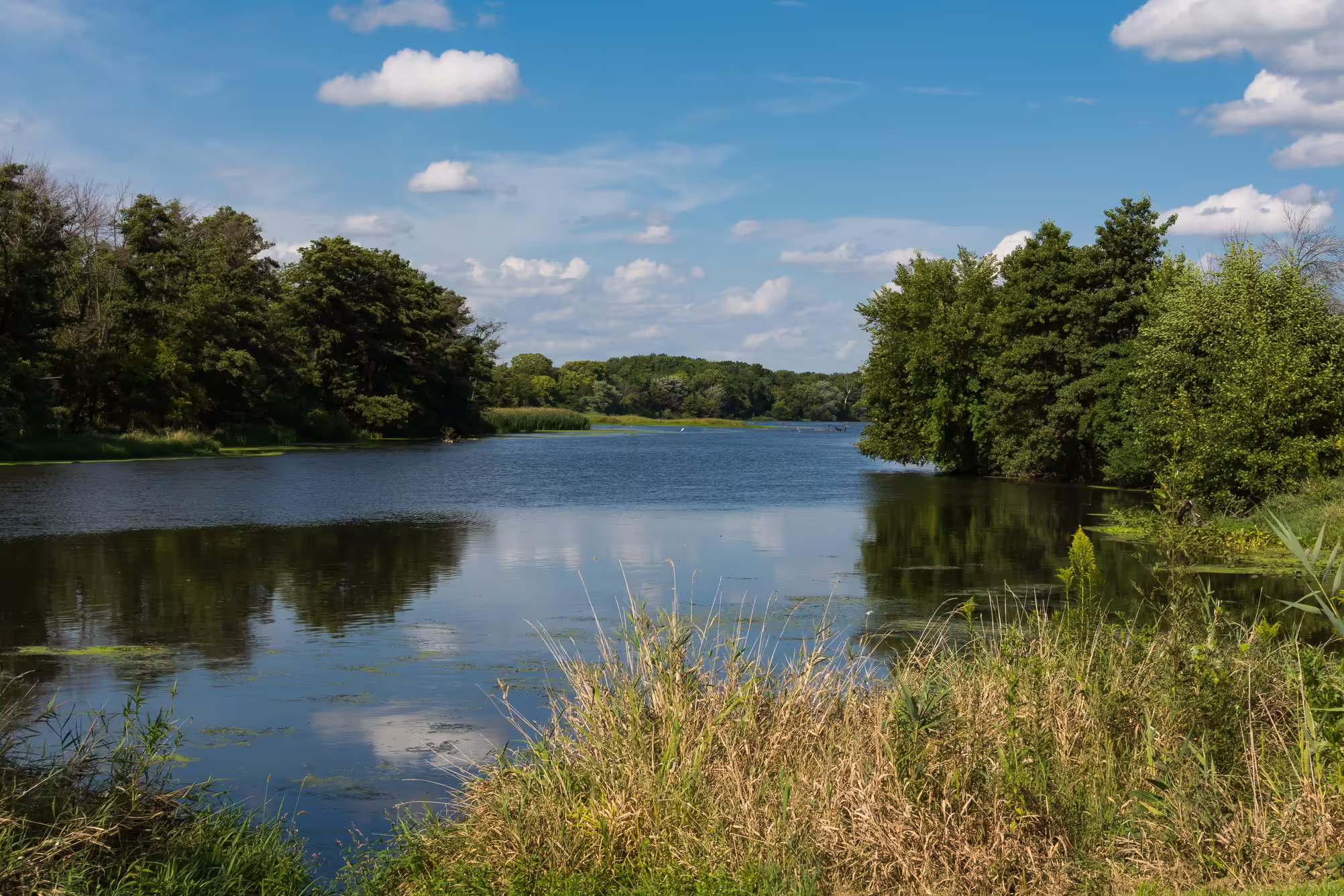 A natural lake surrounded by trees and grass