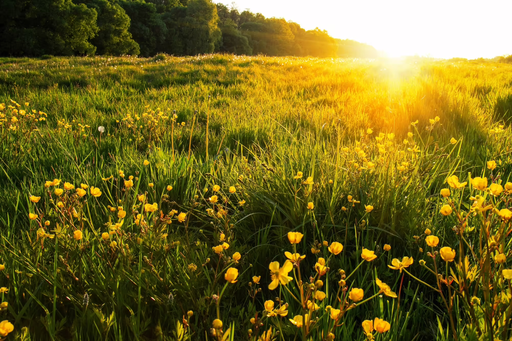 field of flowers