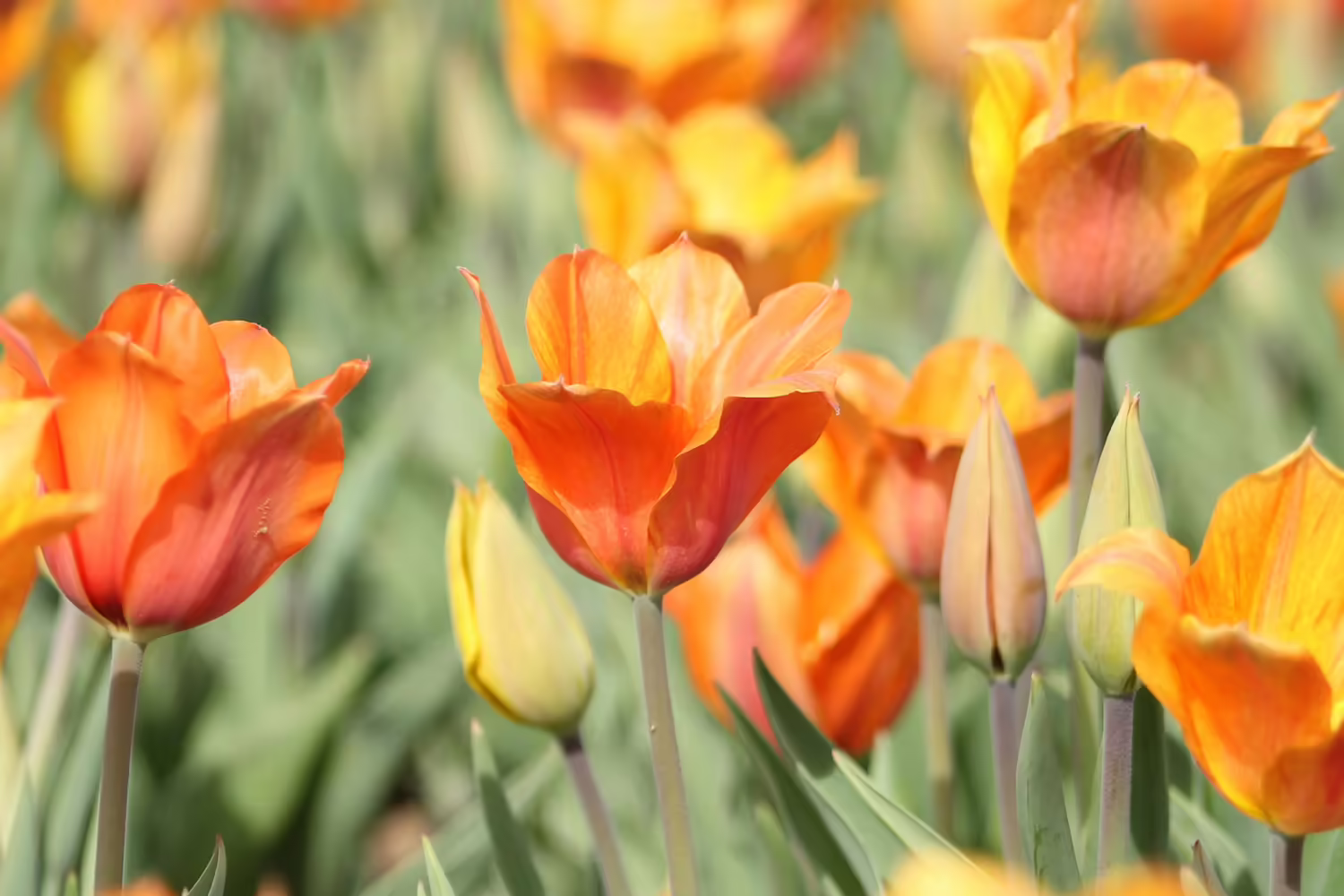 orange tulips
