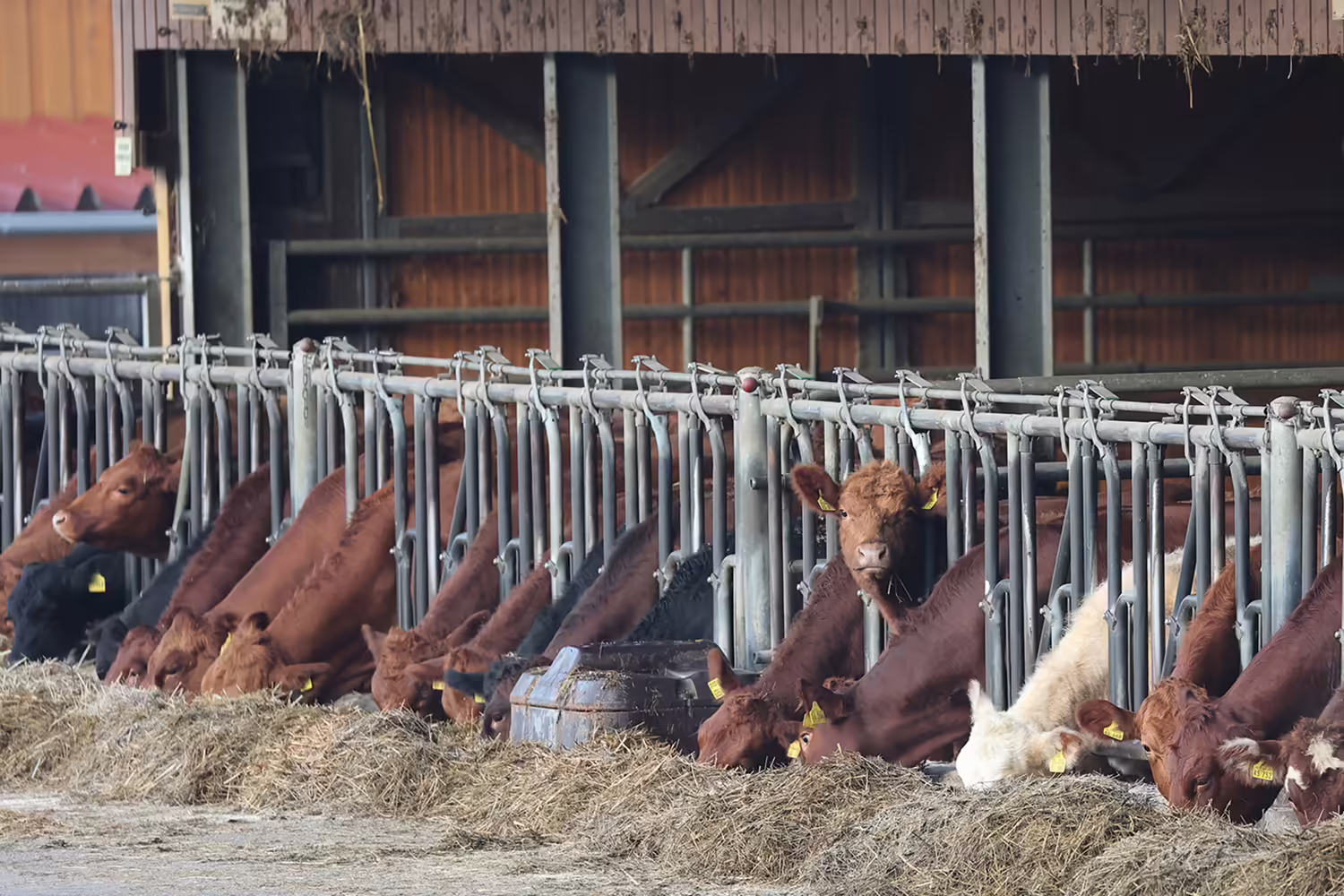 Cattle standing in a row eating hay at an outdoor feed bunk