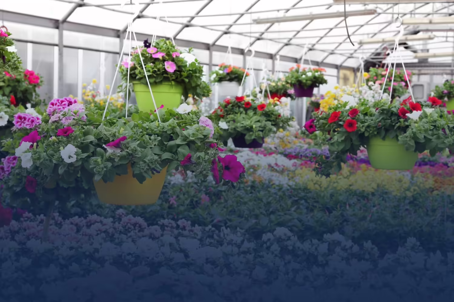 A greenhouse with handing baskets of vibrant pink and white flowers.