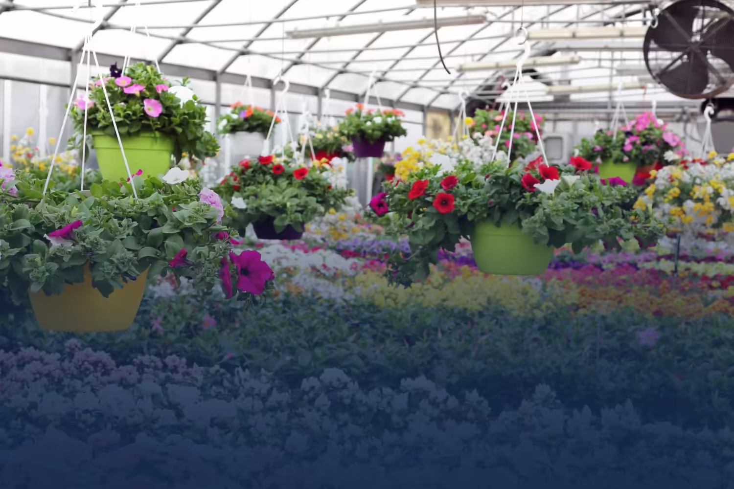 A greenhouse with handing baskets of vibrant pink and white flowers.