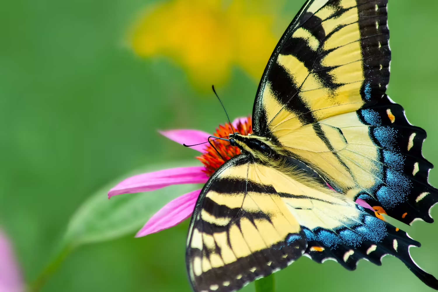 yellow butterfly on flower
