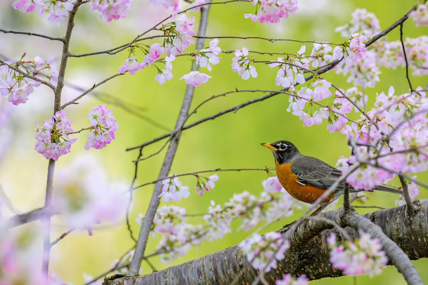 A robin in a tree that is blooming 
