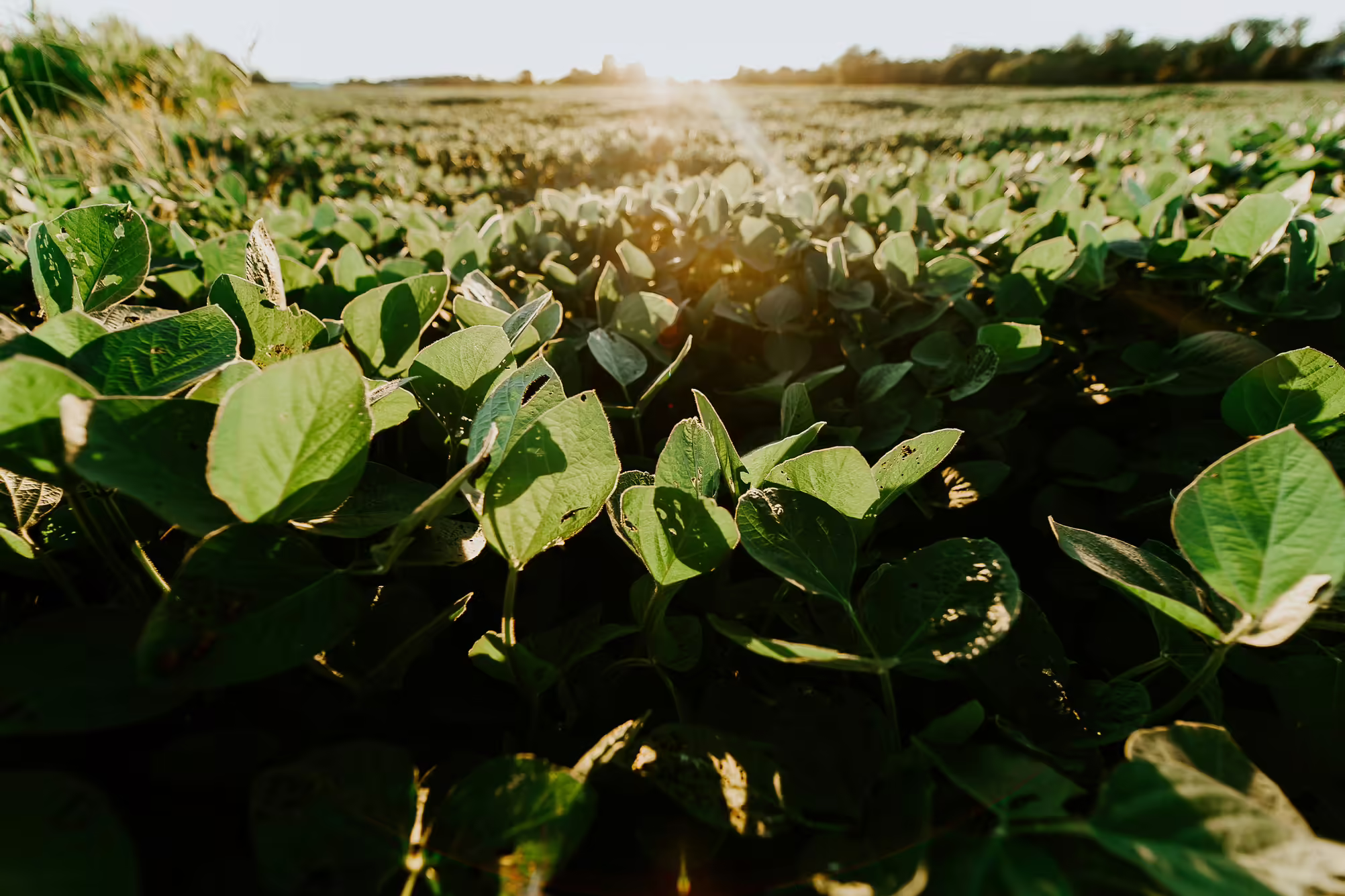 Soybeans growing in a field