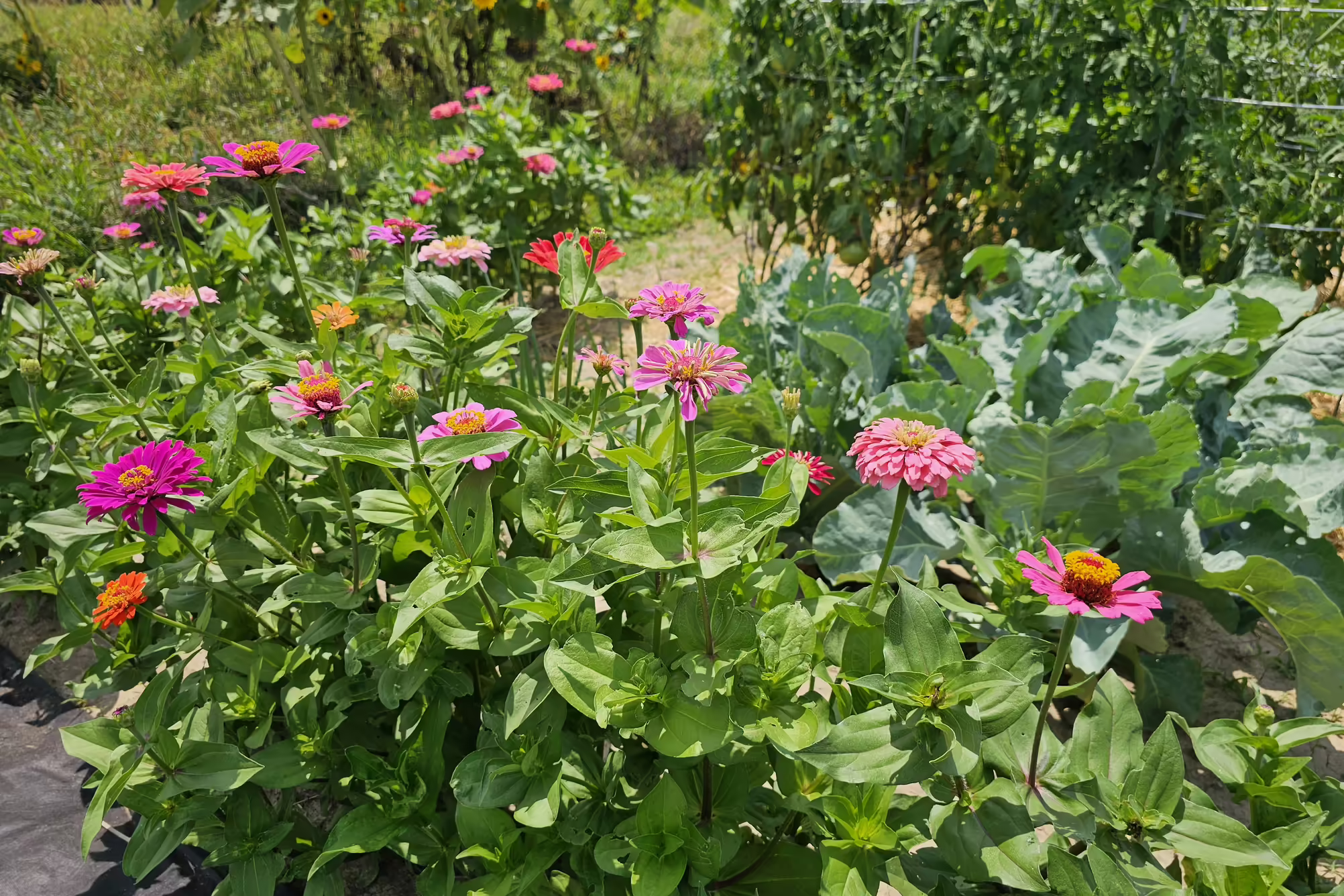 Zinnias growing in Monticello Area Community Garden