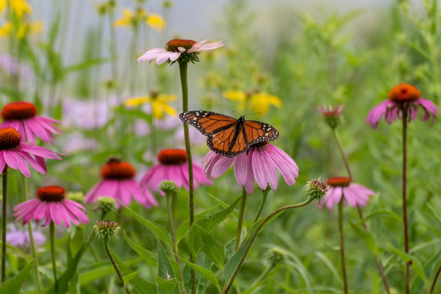 purple coneflowers with a monarch butterfly