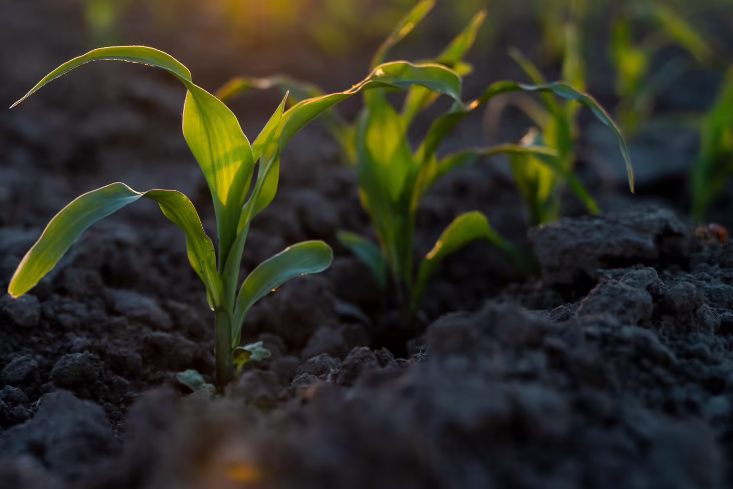 Corn plants growing in field