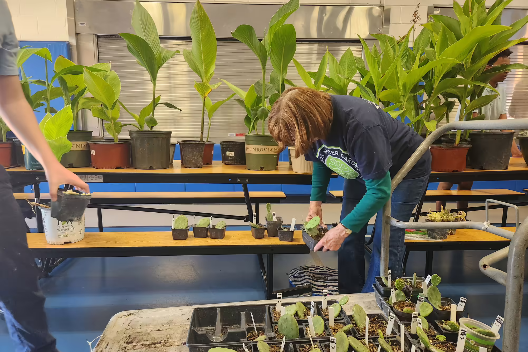 Master gardener volunteer bends over a cart holding a potted plant
