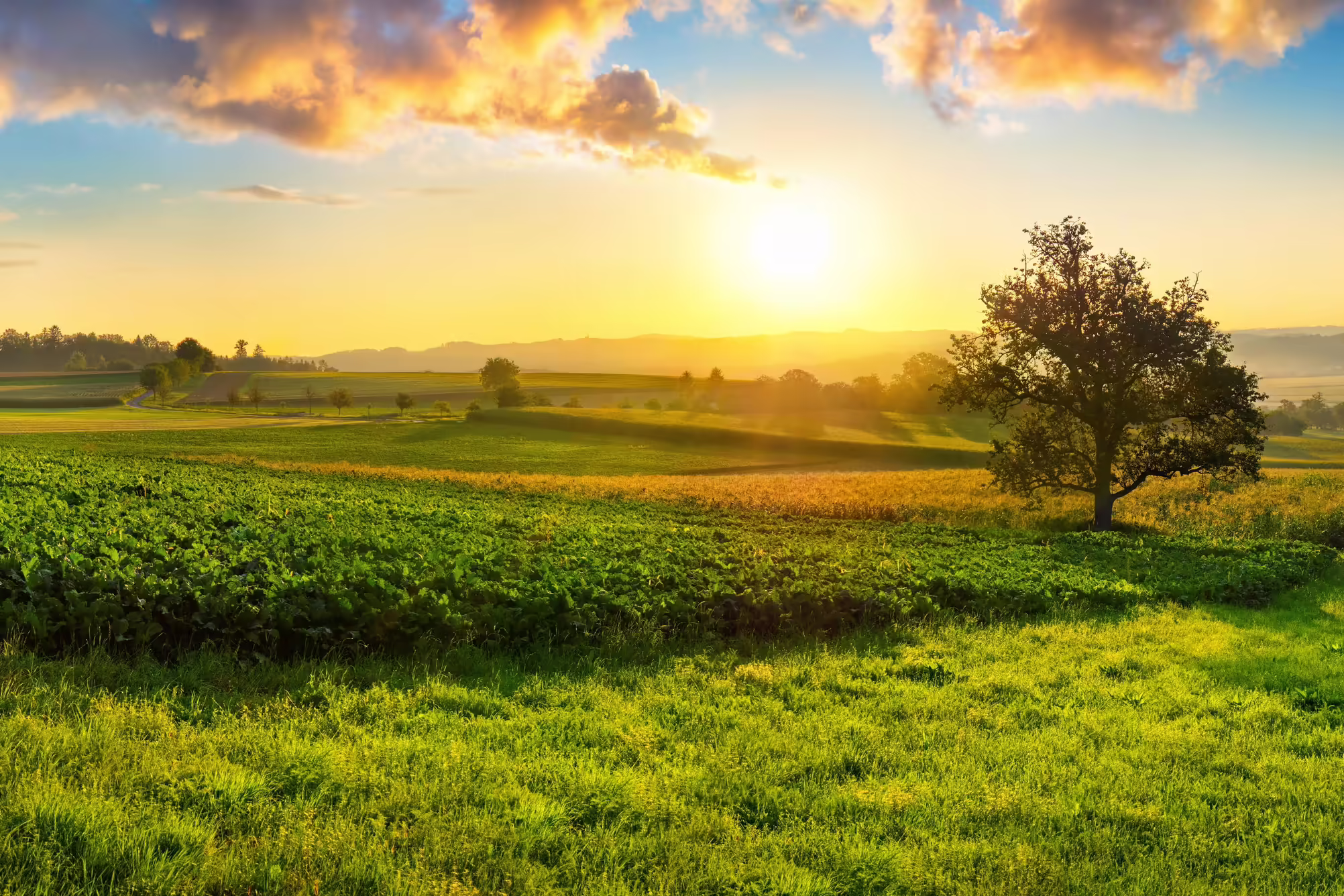 Summer landscape. The sun is shining and reflecting off of the green crop fields and clouds