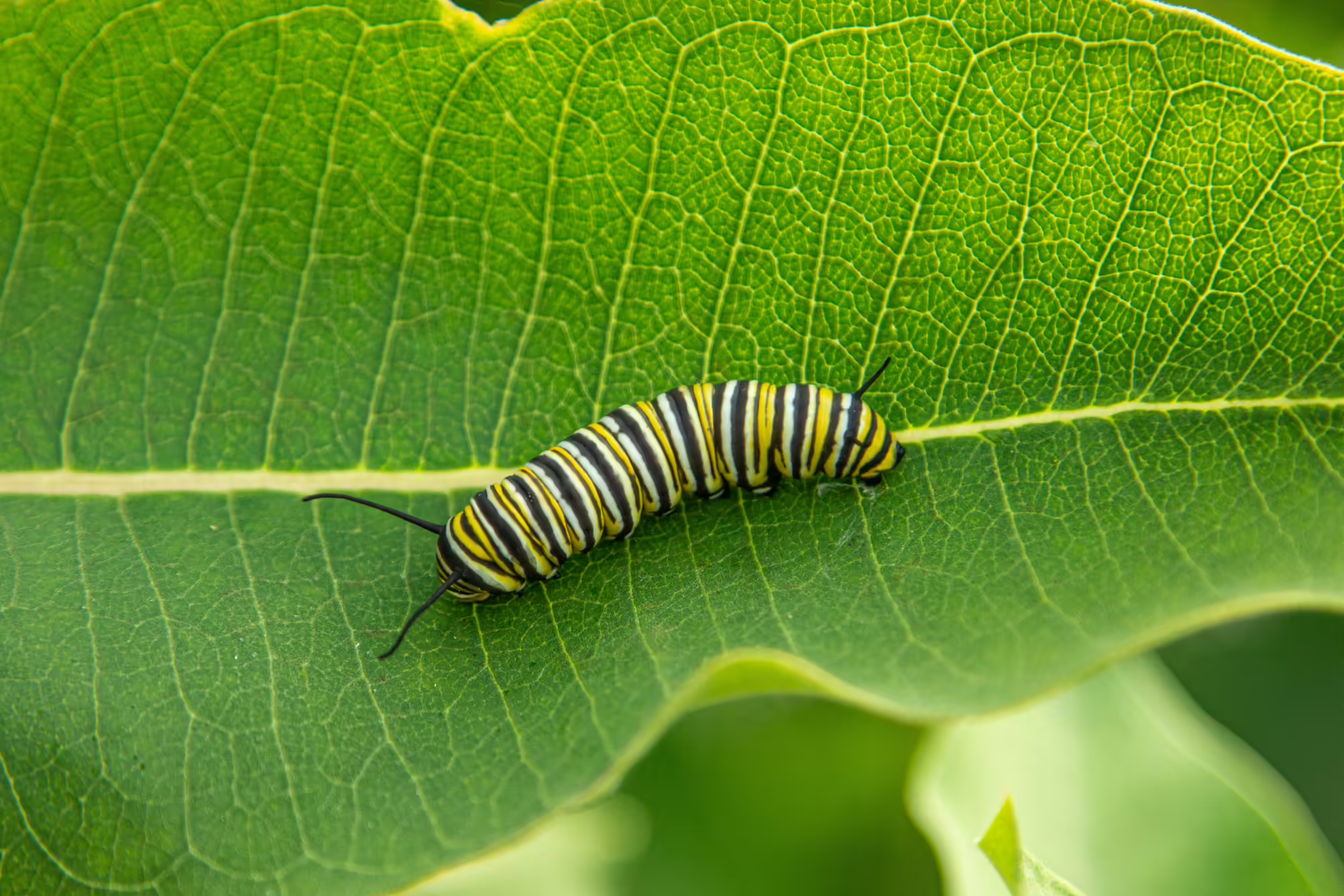 Monarch caterpillar on a milkweed leaf