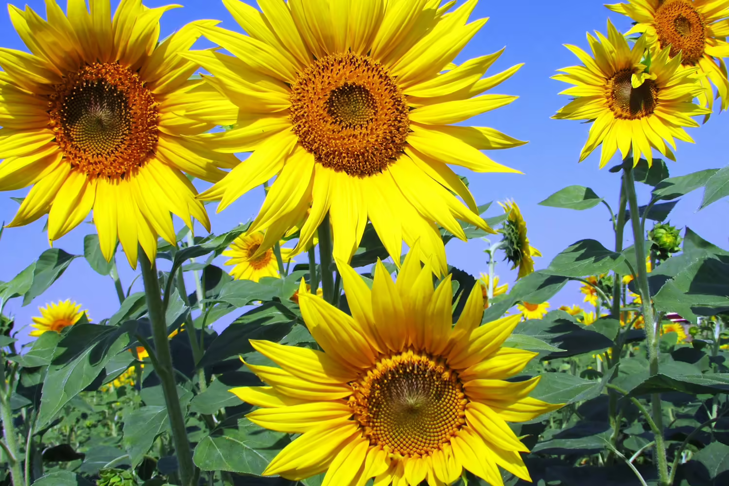 yellow sunflowers in front of blue sky