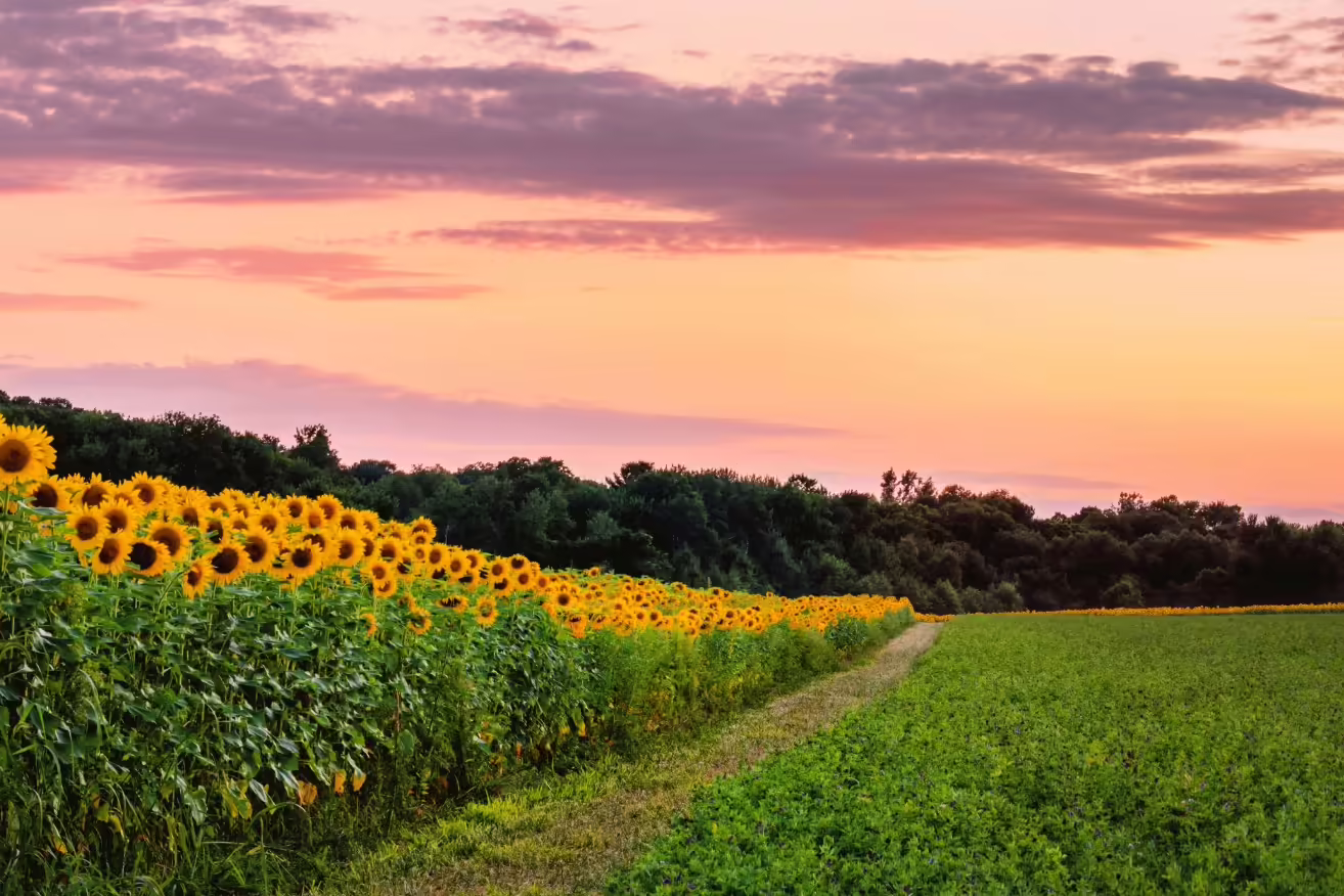 Sunflowers' field under pink sunset.