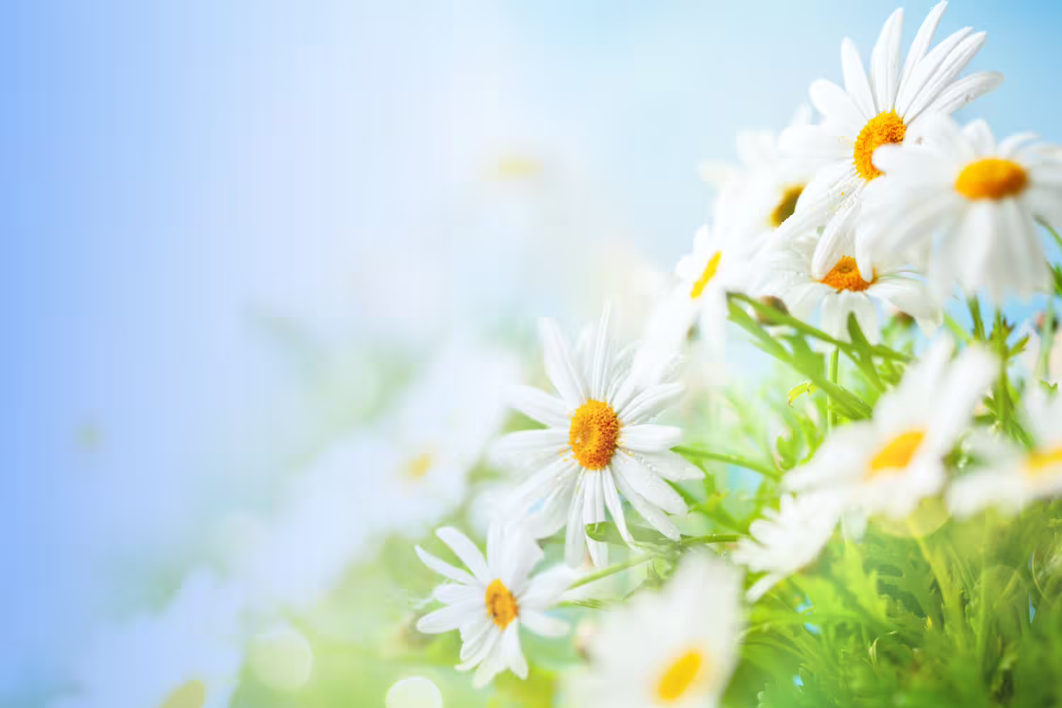 White daisies in bloom.