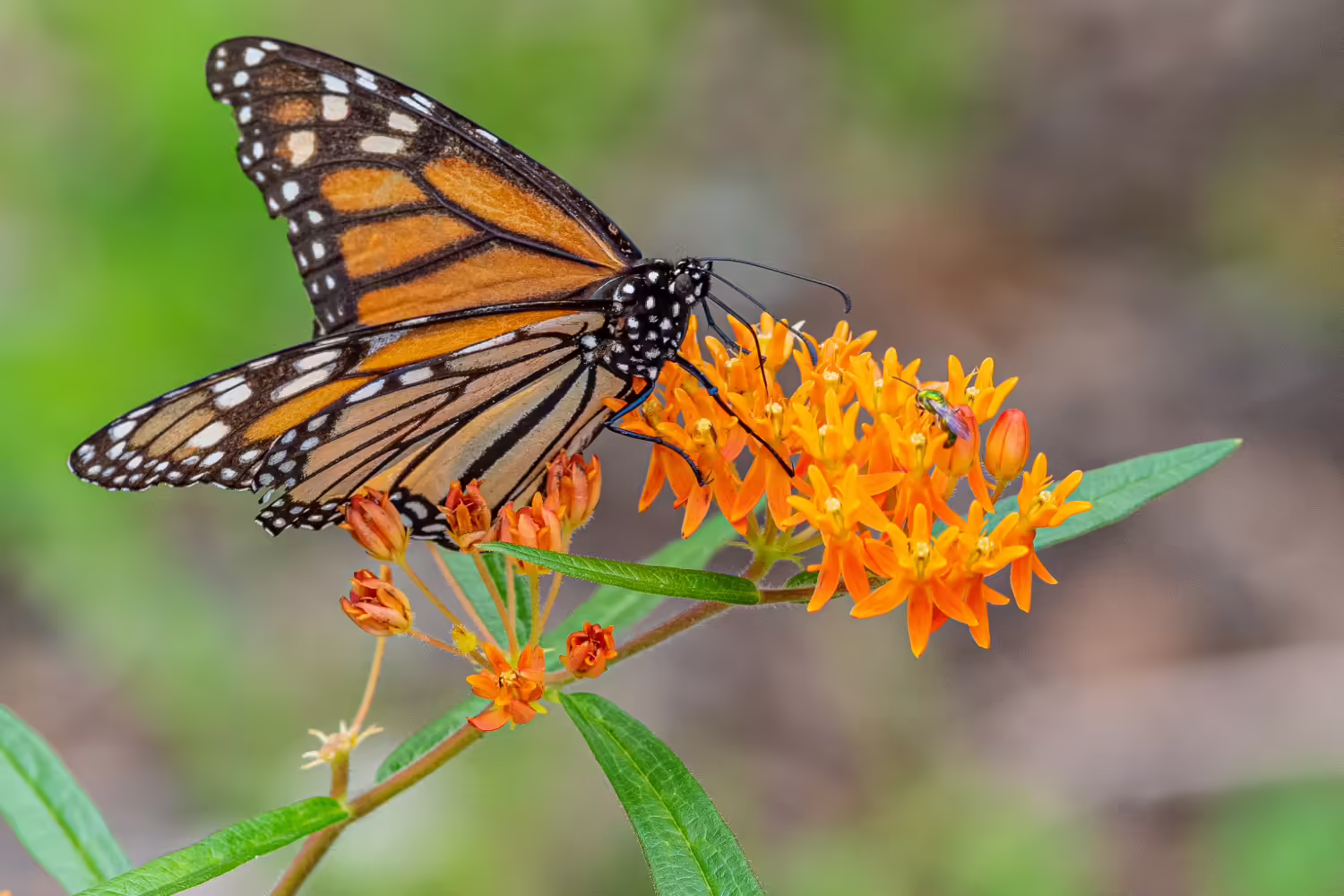 Butterfly with butterfly weed flowers