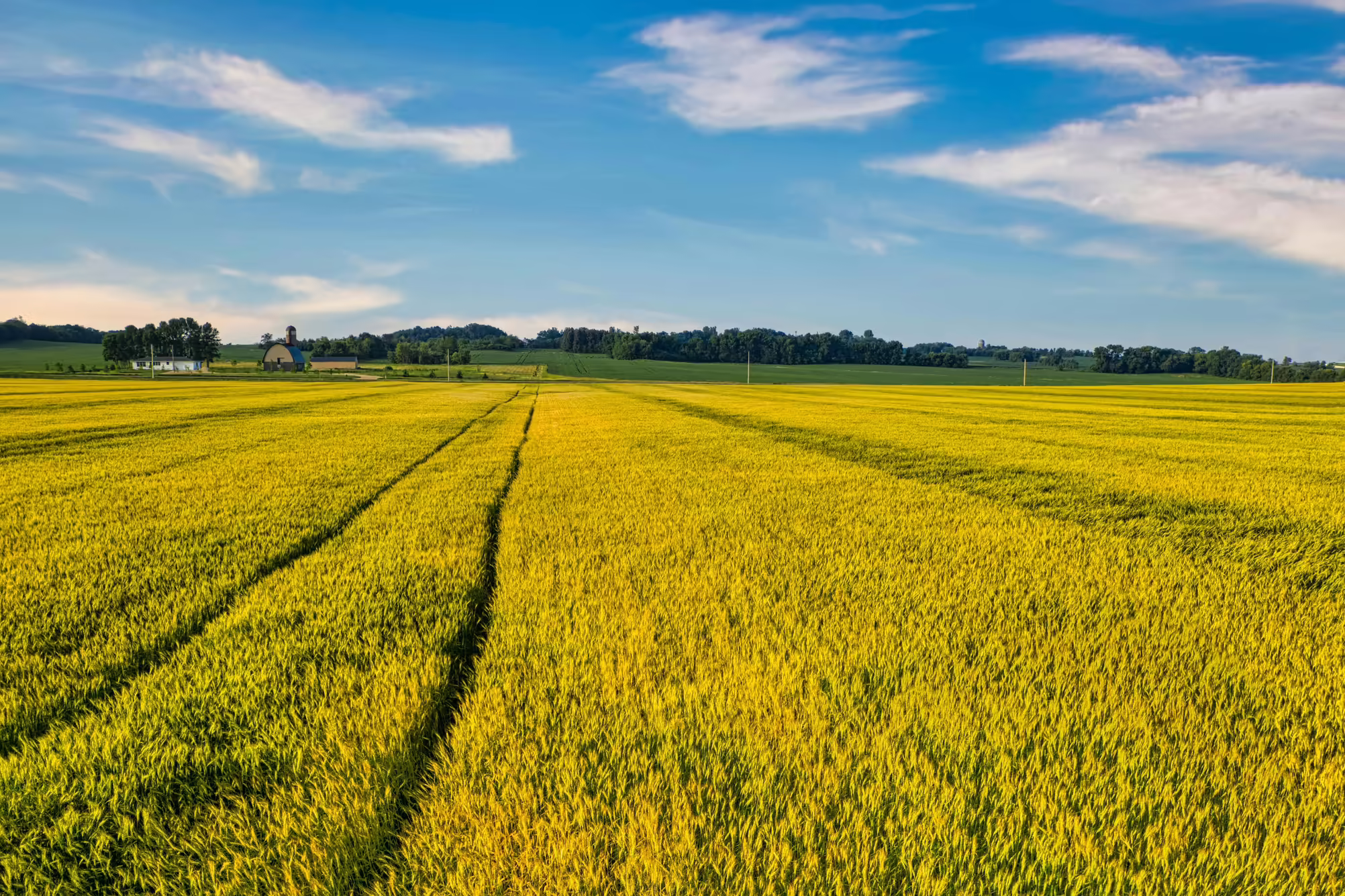 Agriculture field and blue sky