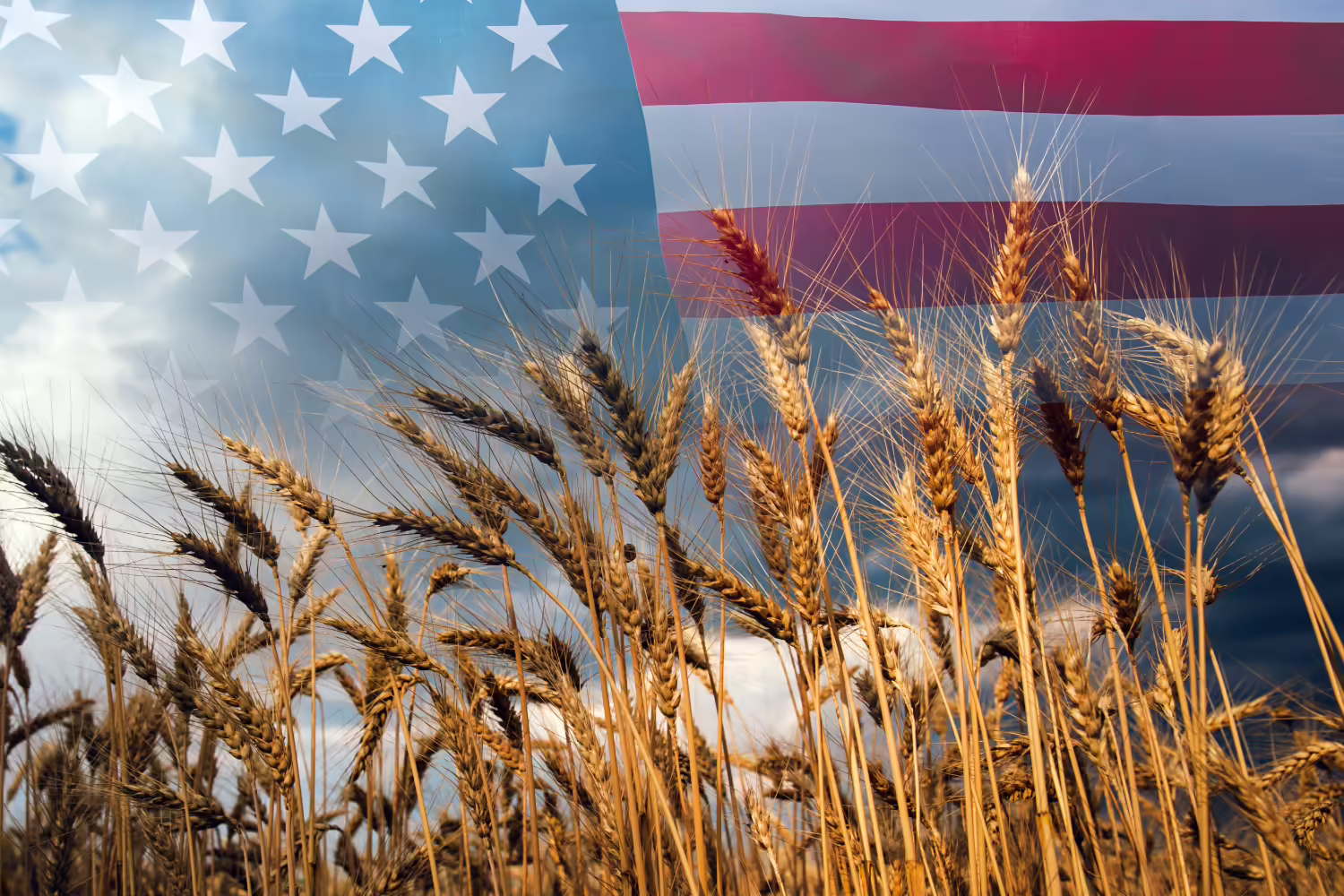Wheat with united states flag in background