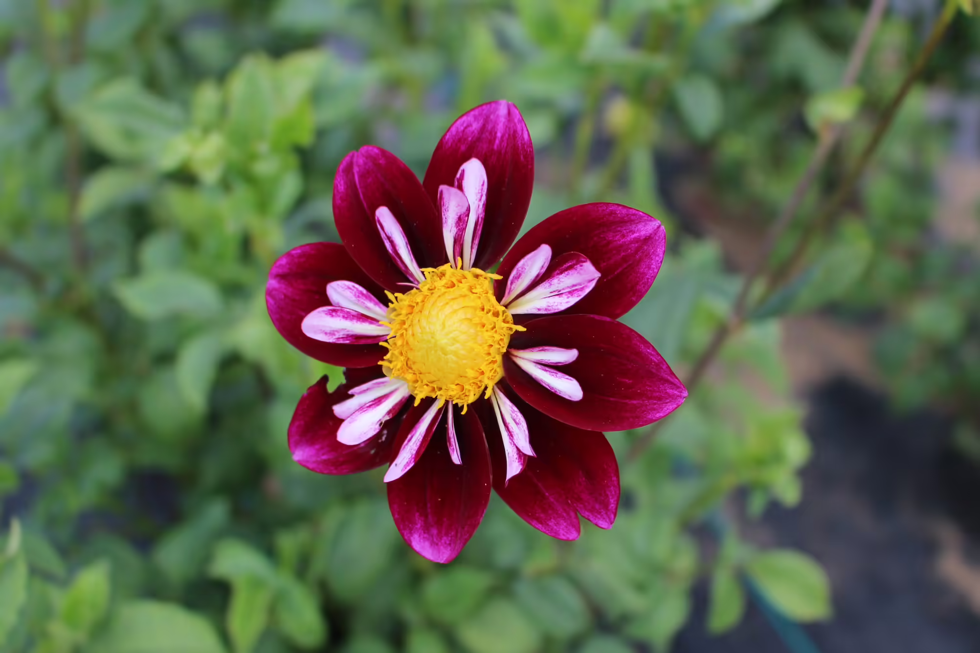 Vibrant purple dahlia