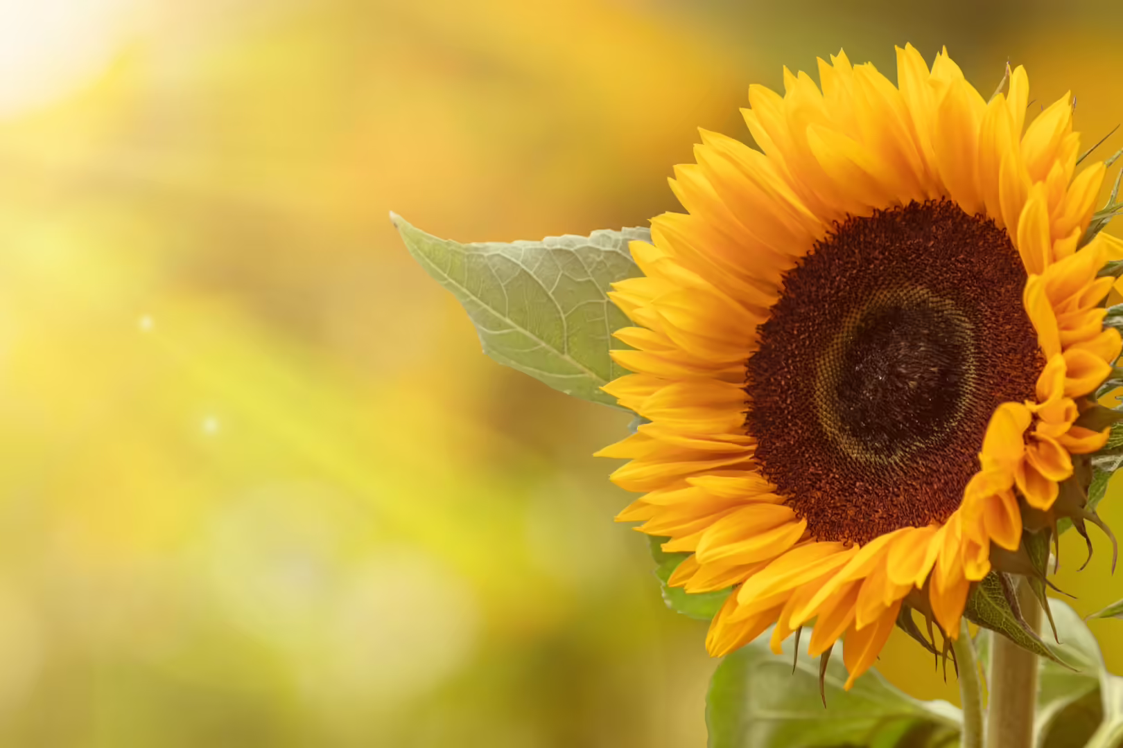 A sunflower is blooming in the bright golden sunshine.