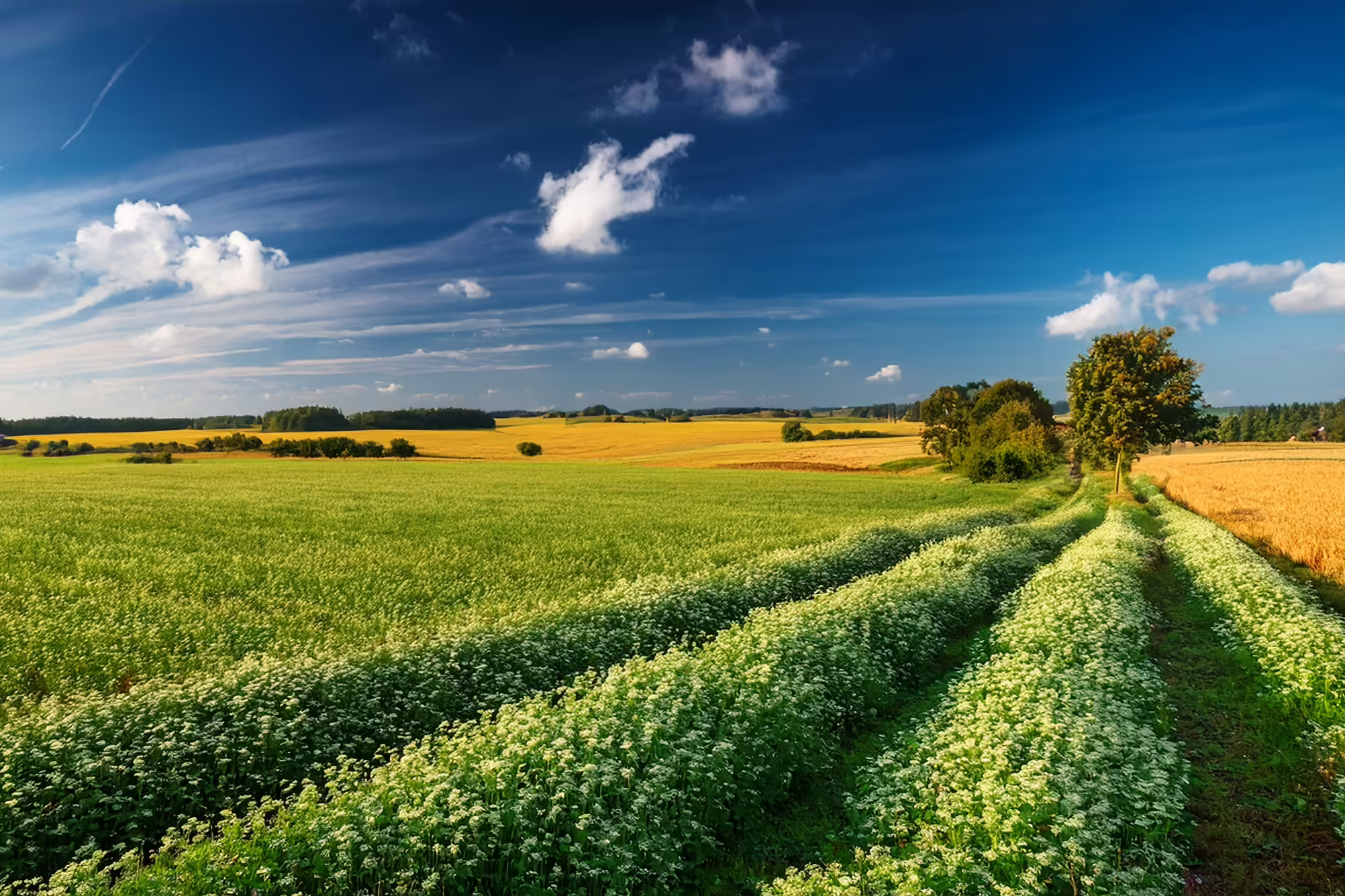 Farm fields and blue sky