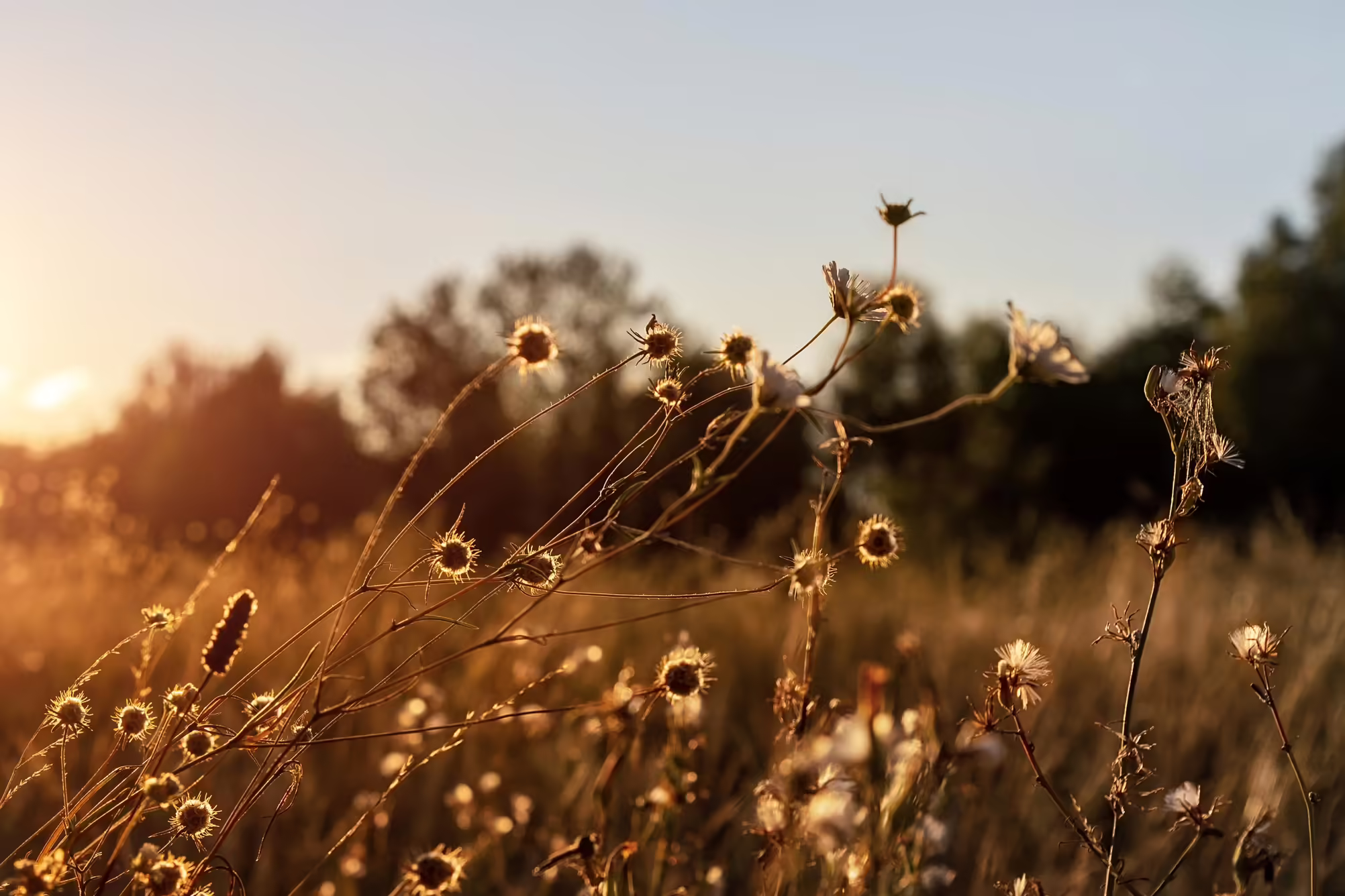 a close-up of flowers with the sun setting in the background