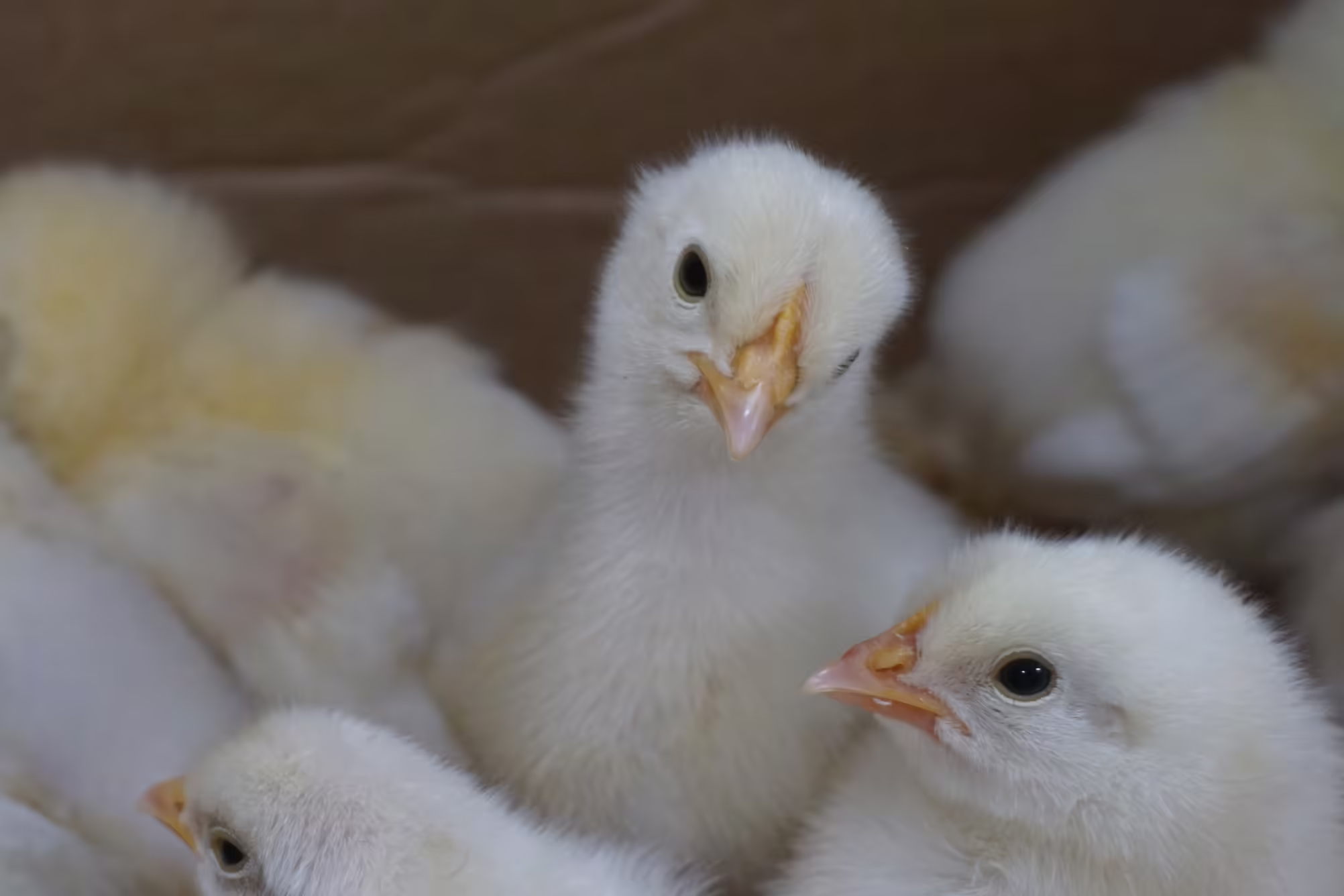 baby chick in box with other baby chicks