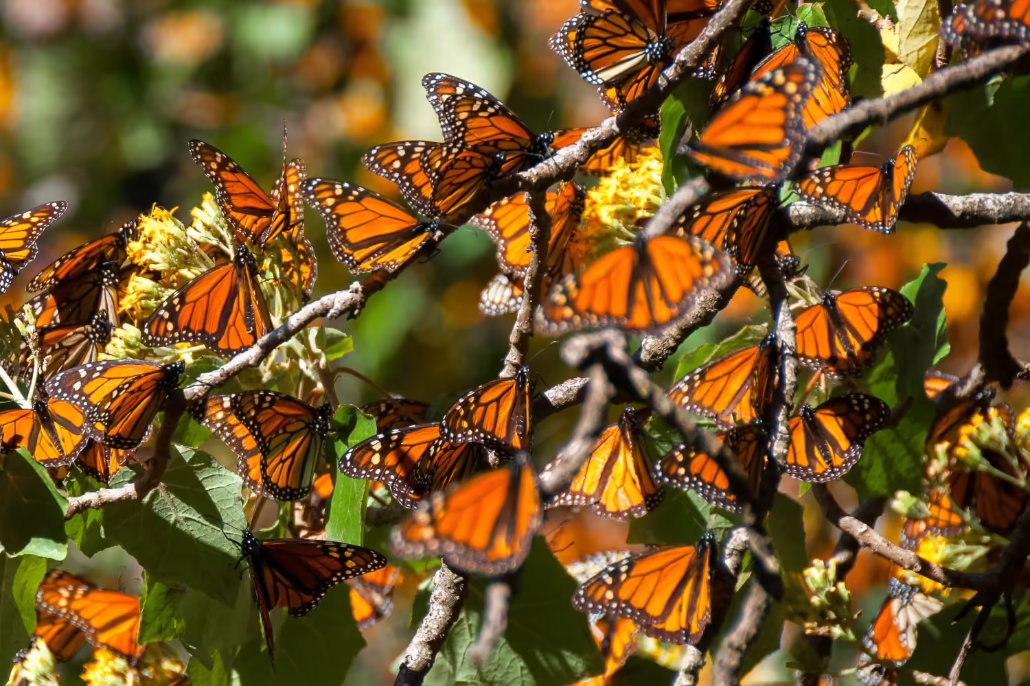 Monarchs on a tree branch