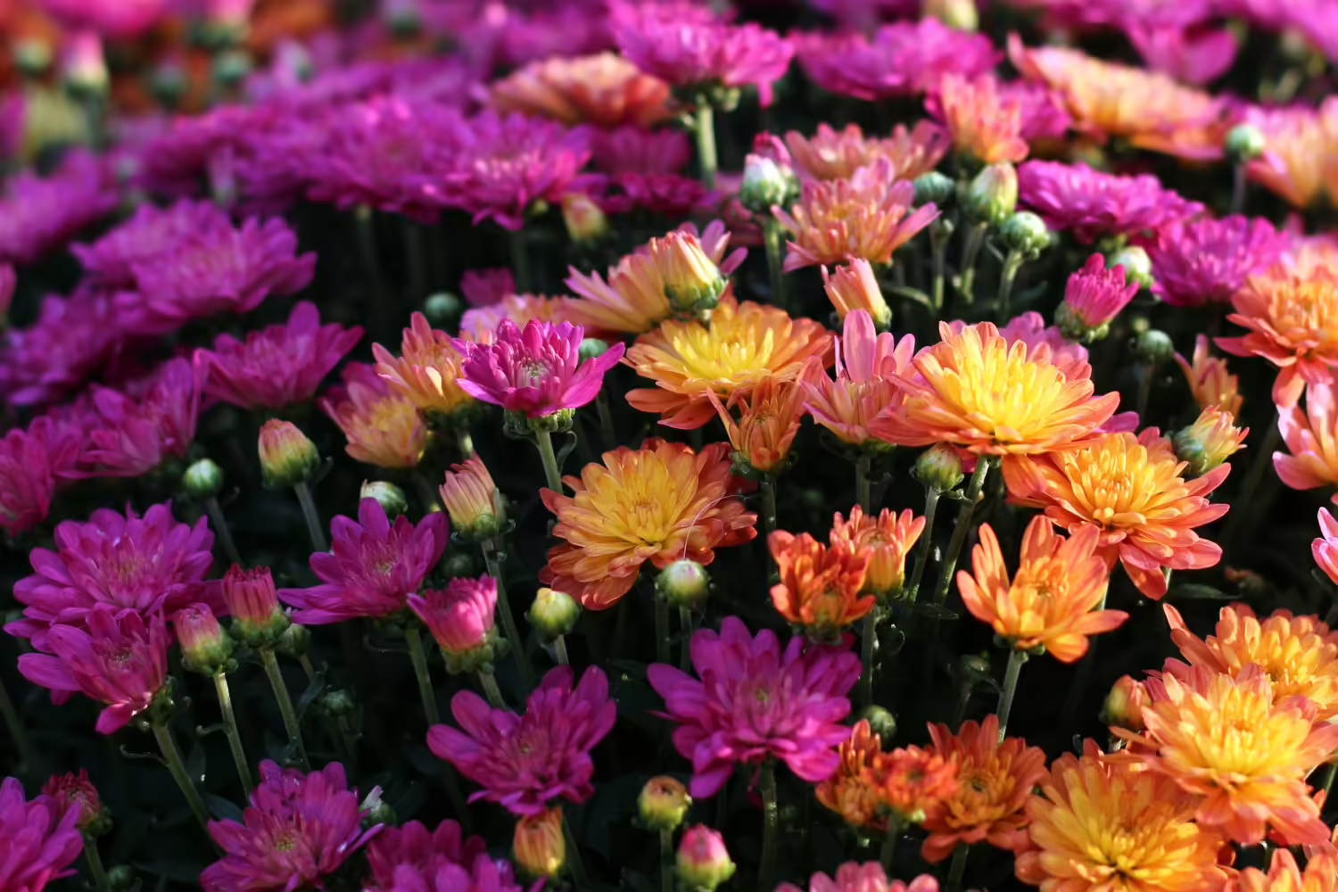 a close-up of purple and orange mums