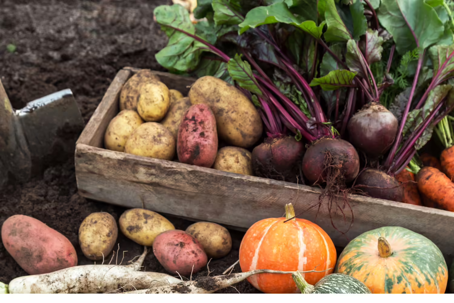 Freshly harvested vegetables