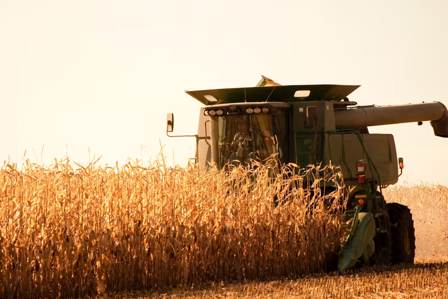 Combine harvesting corn