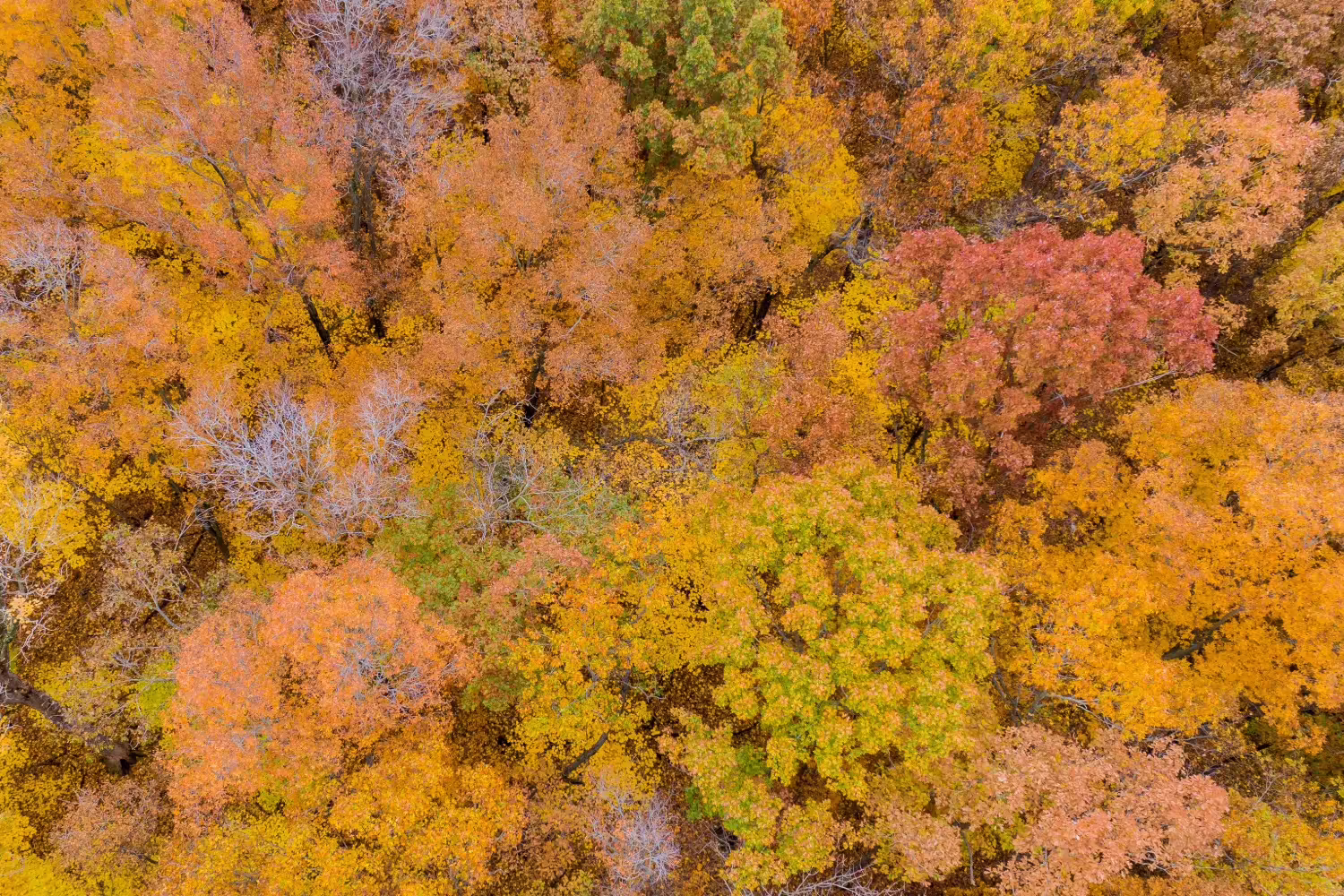 Looking down on brightly colored fall leaves on trees 