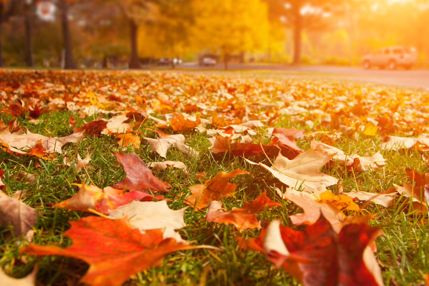 Yellow, orange and red autumn leaves in a park.