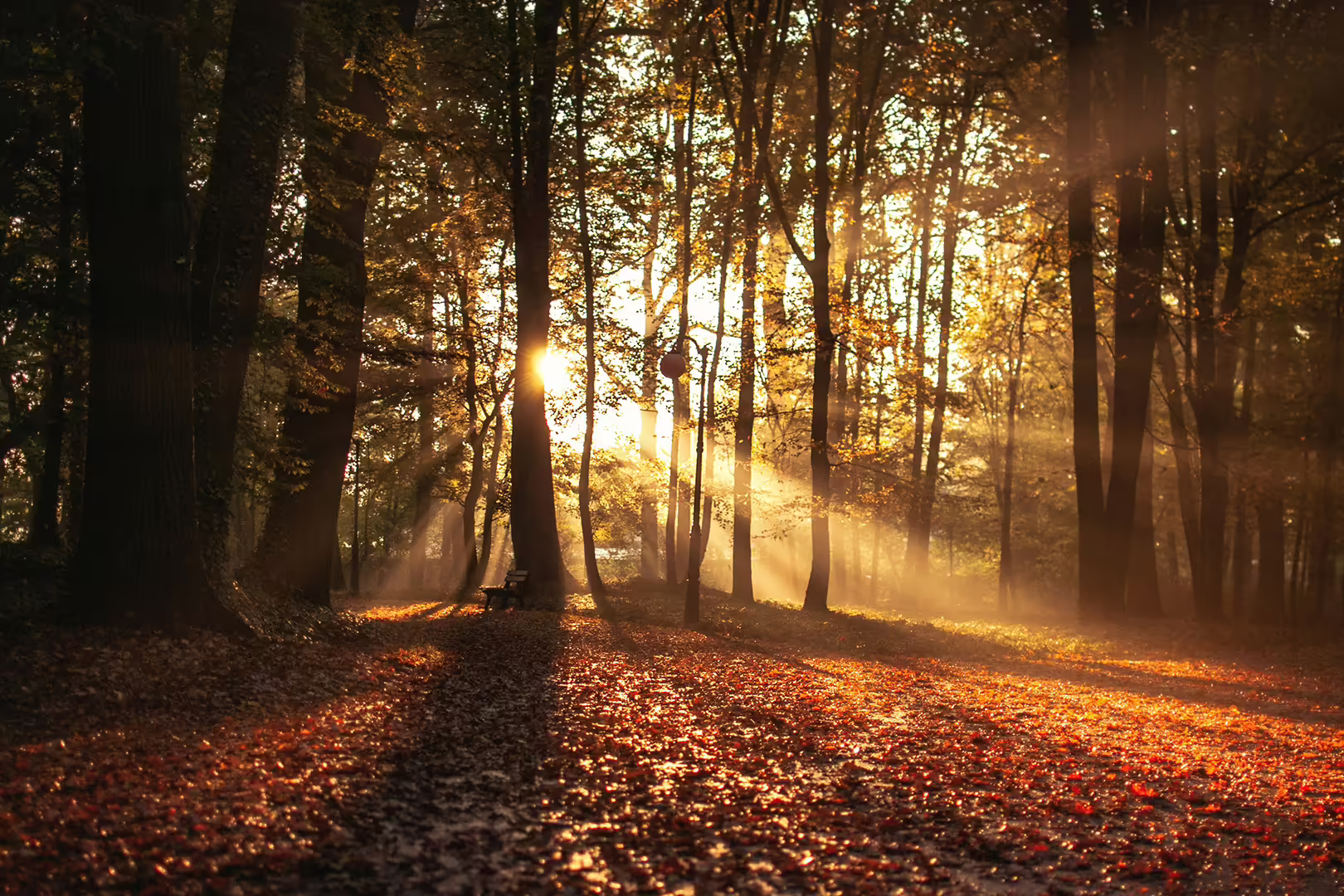 Fall forest with sun shining through trees