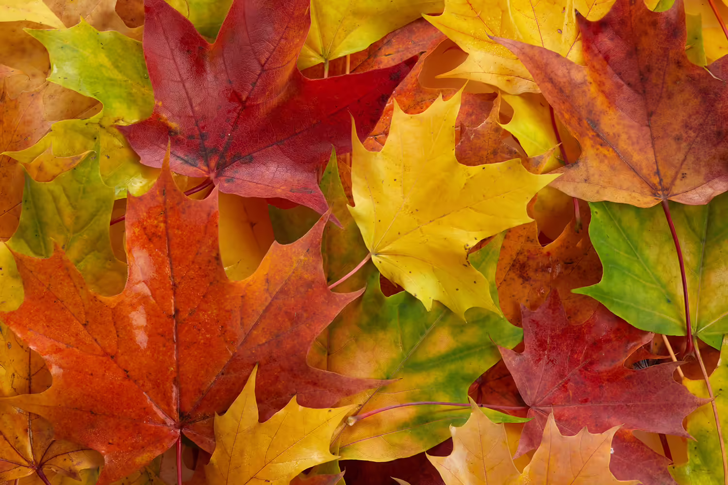 red, orange, yellow, and green leaves