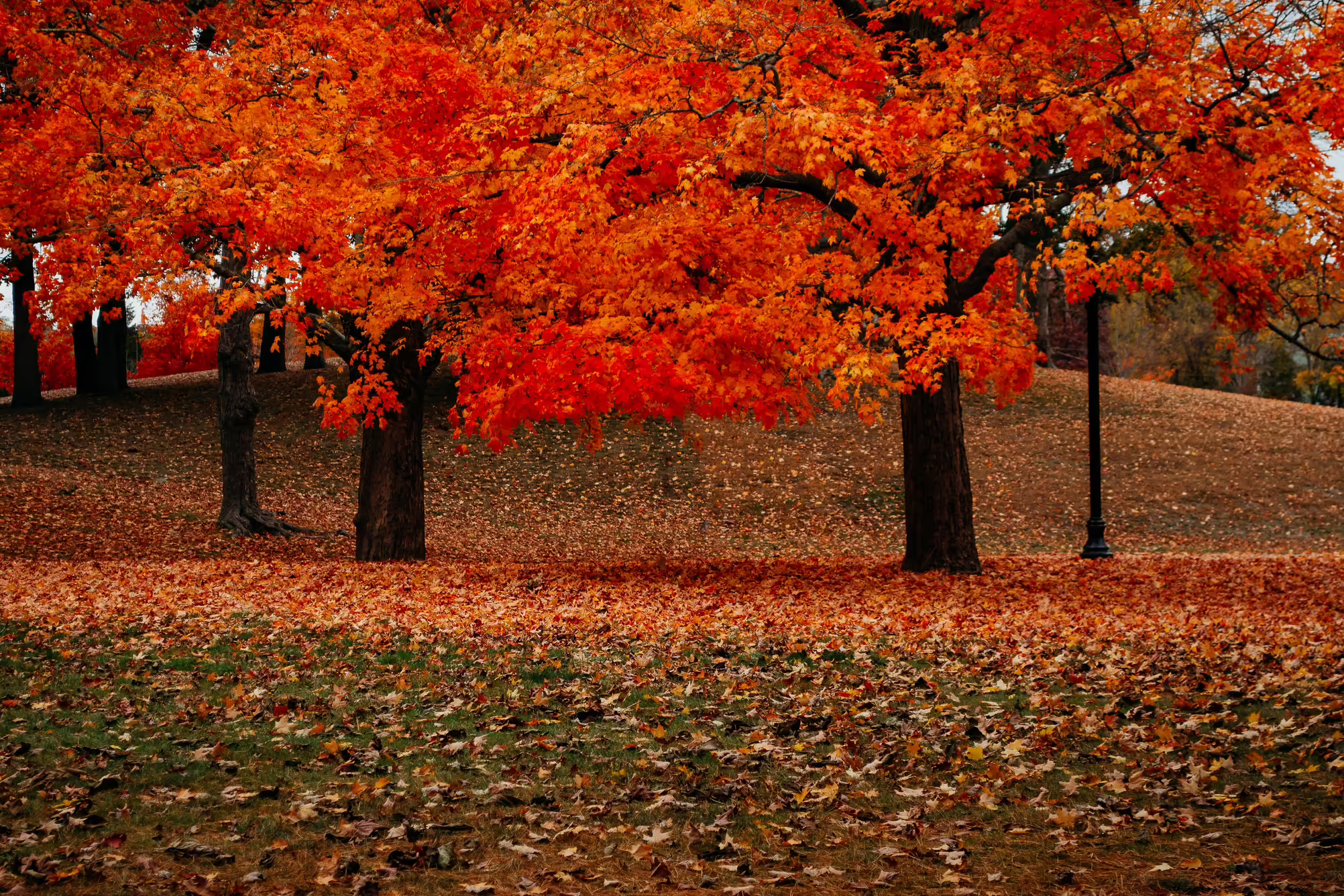 red and orange leaves on tree and ground
